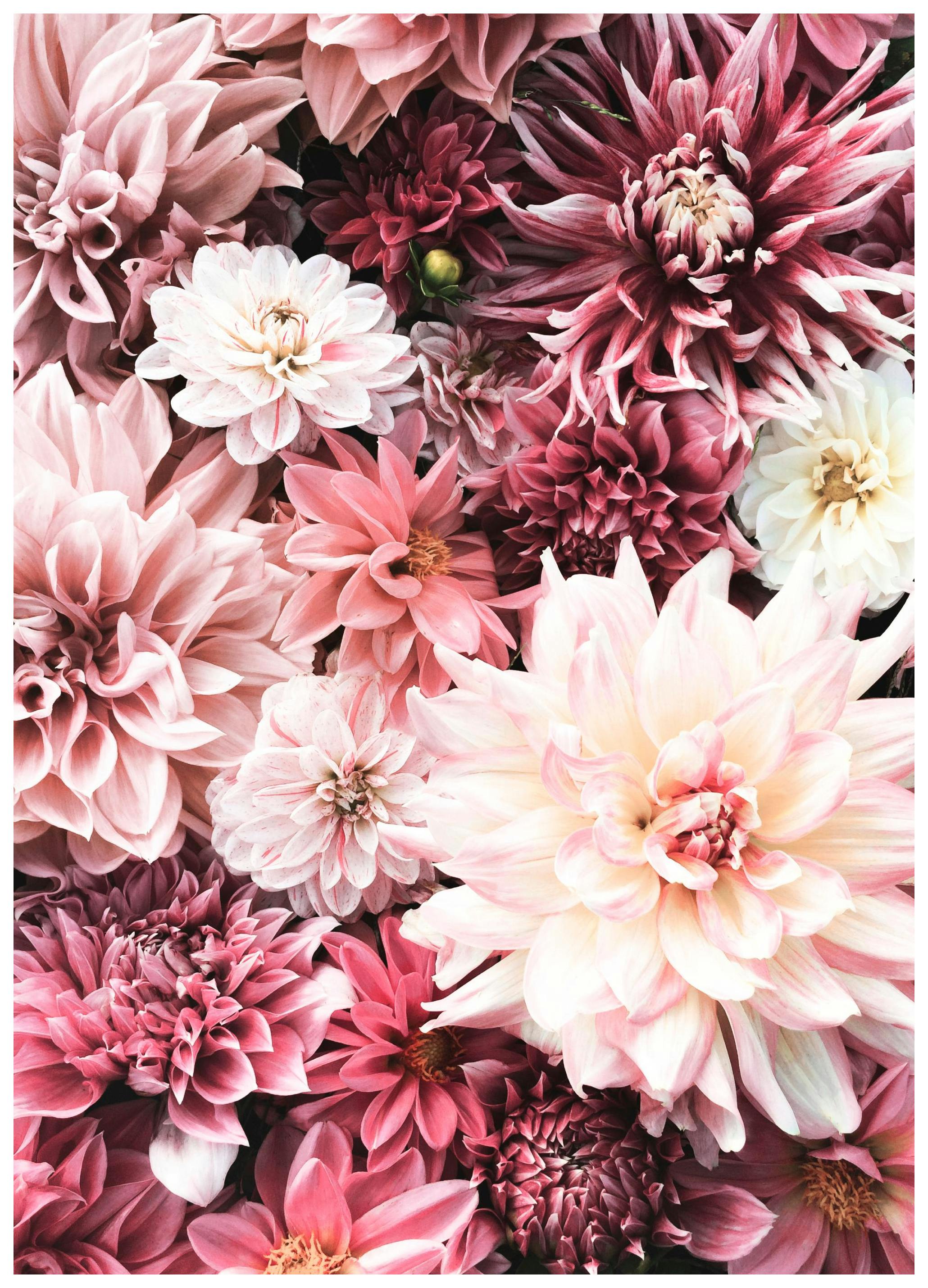 Blomster i Rosa Poster (21x30 cm) - Poster Store