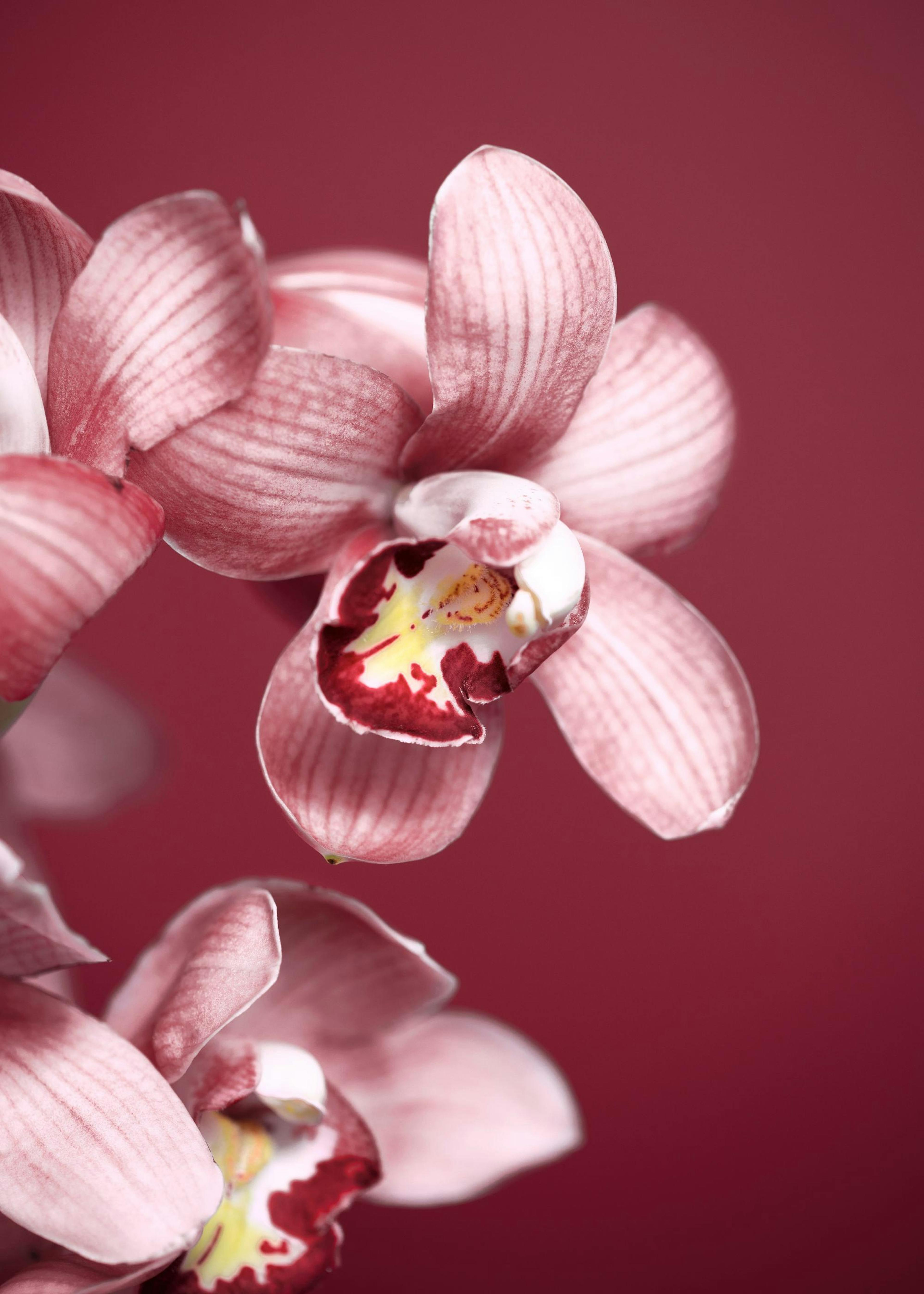 Orchidée Rose Poster 0