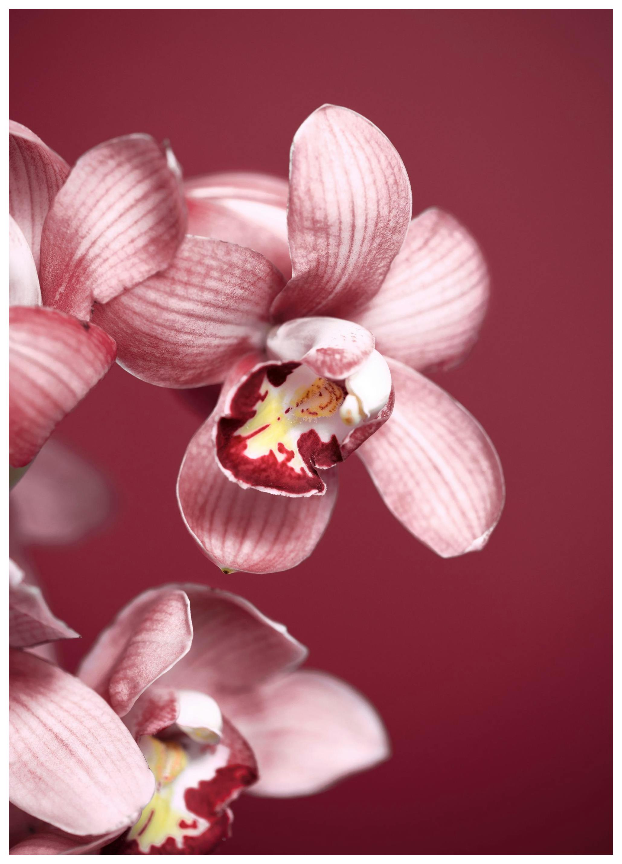 Bloemen in Roze Poster (21x30 cm) - Poster Store