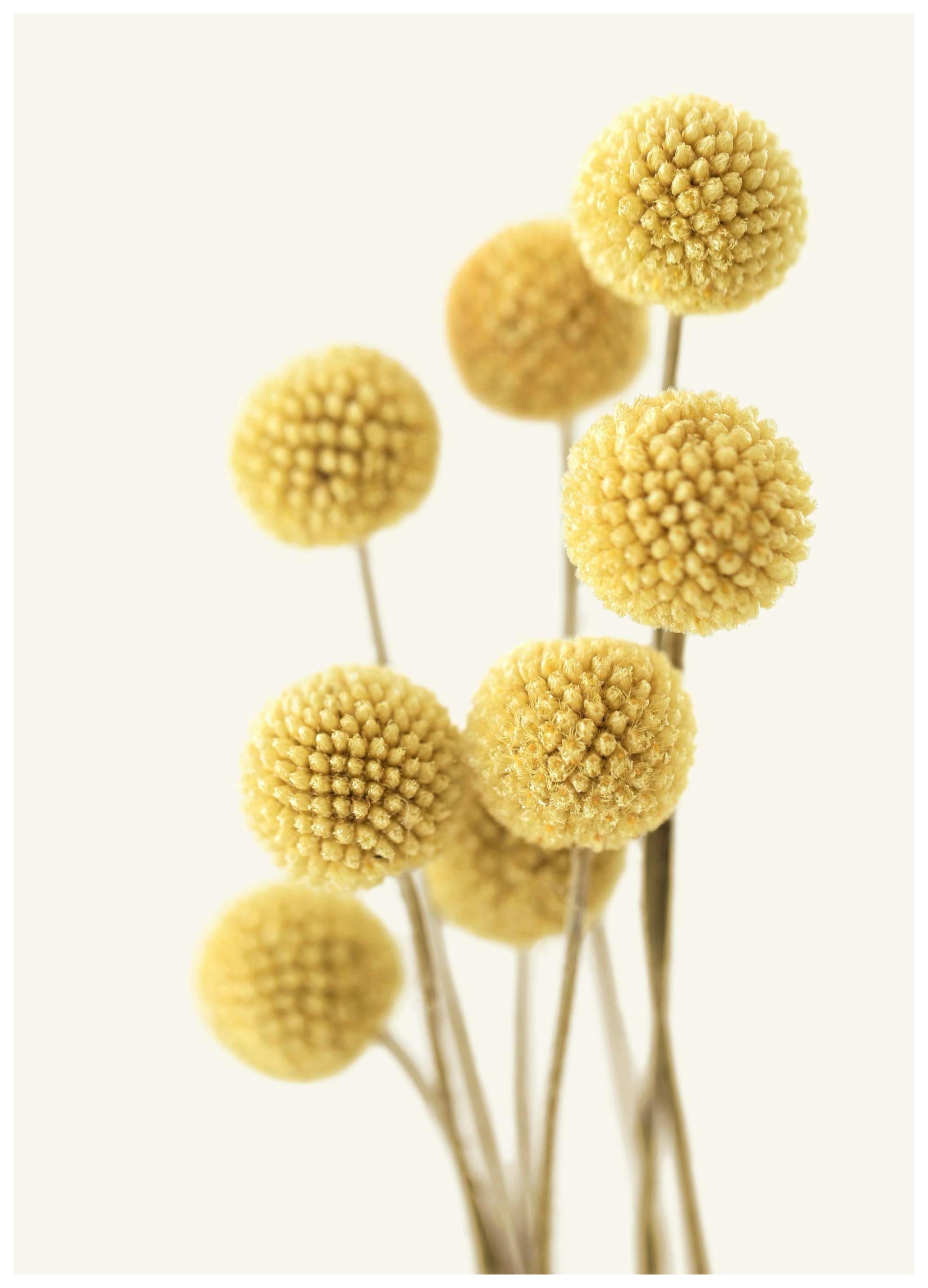 Craspedia Poster (50x70 cm) - Poster Store