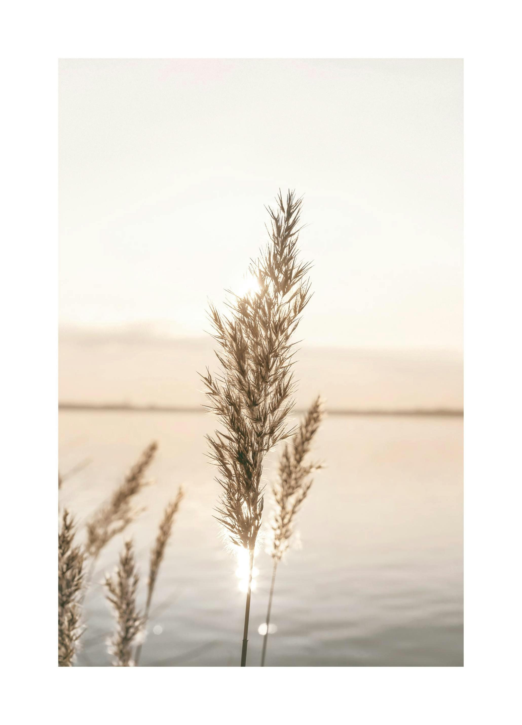 Kalm Riet Poster (21x30 cm) - Poster Store