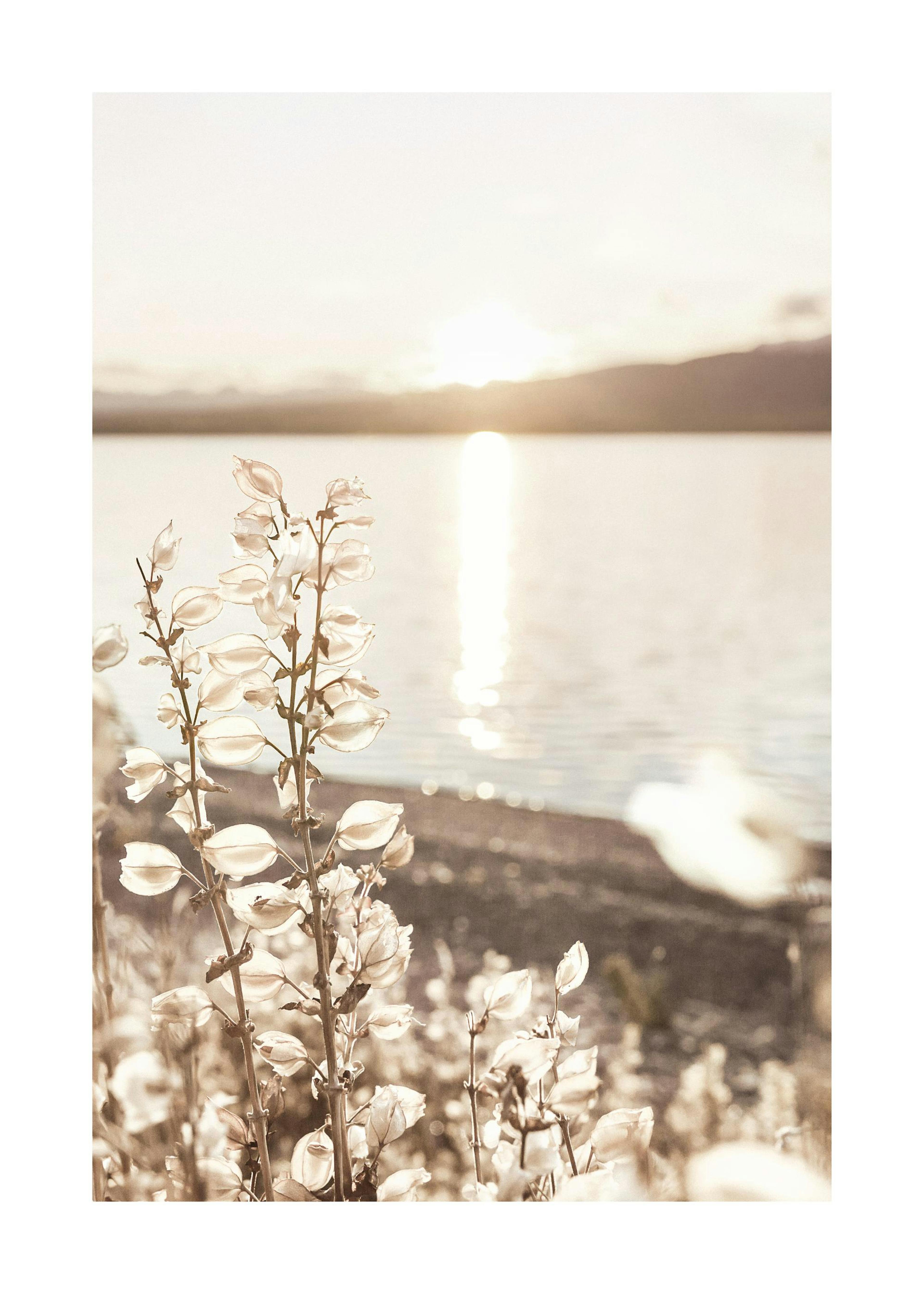 Sun Over Summer Lake Poster 0