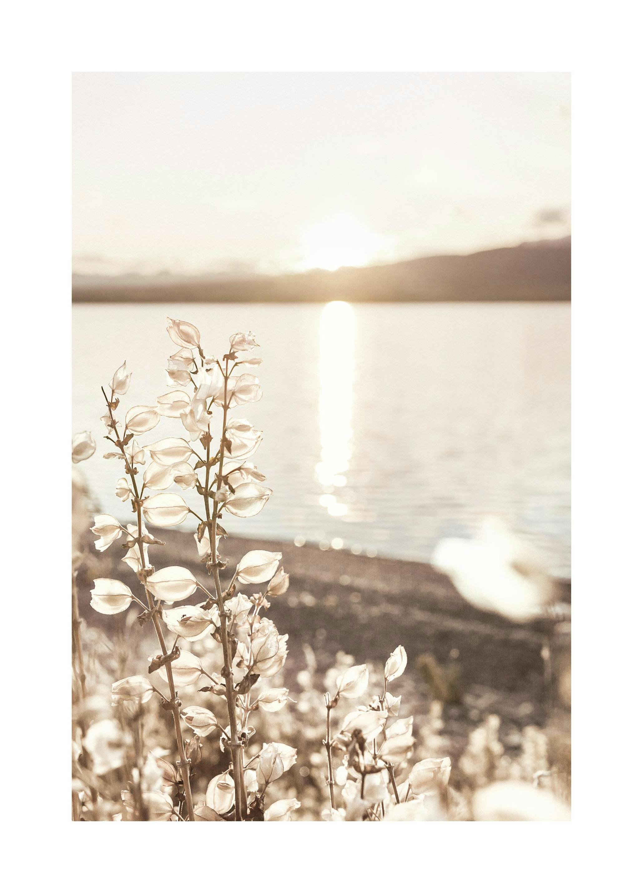 Sol Over Sommerinnsjø Poster (50x70 cm) - Poster Store
