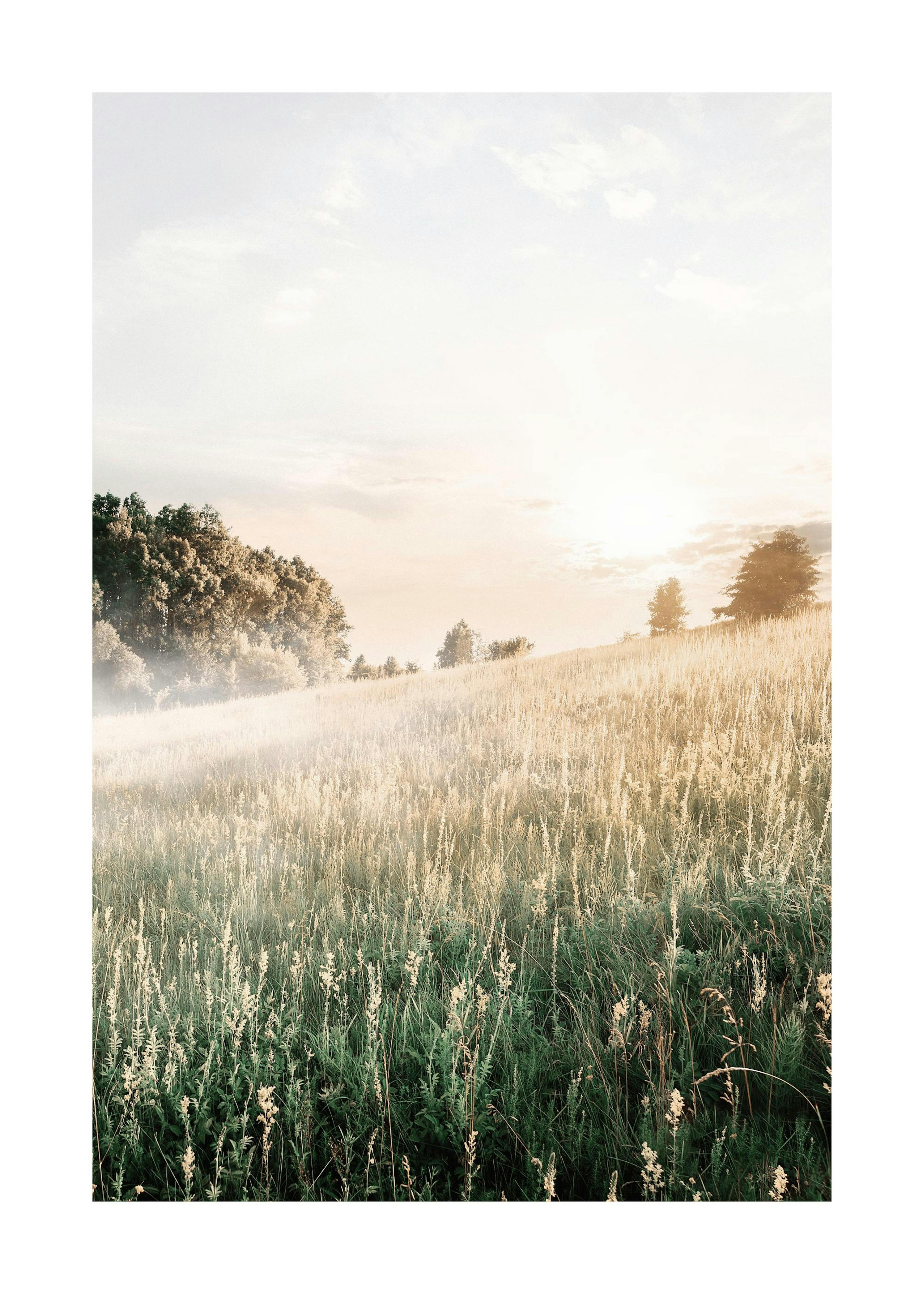 Mistige Ochtend Veld Poster 0