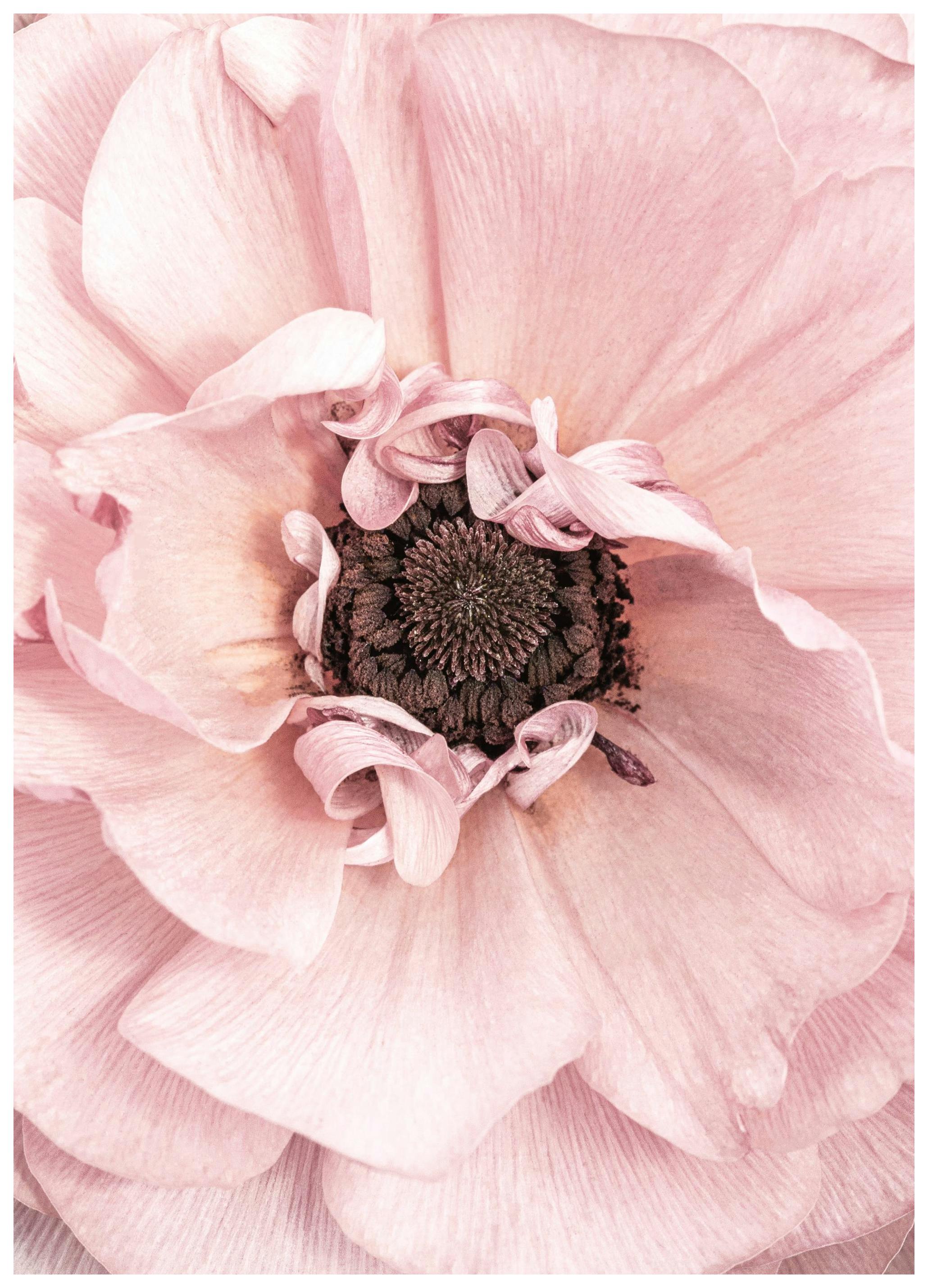 Rosa Blomma Poster (50x70 cm) - Poster Store