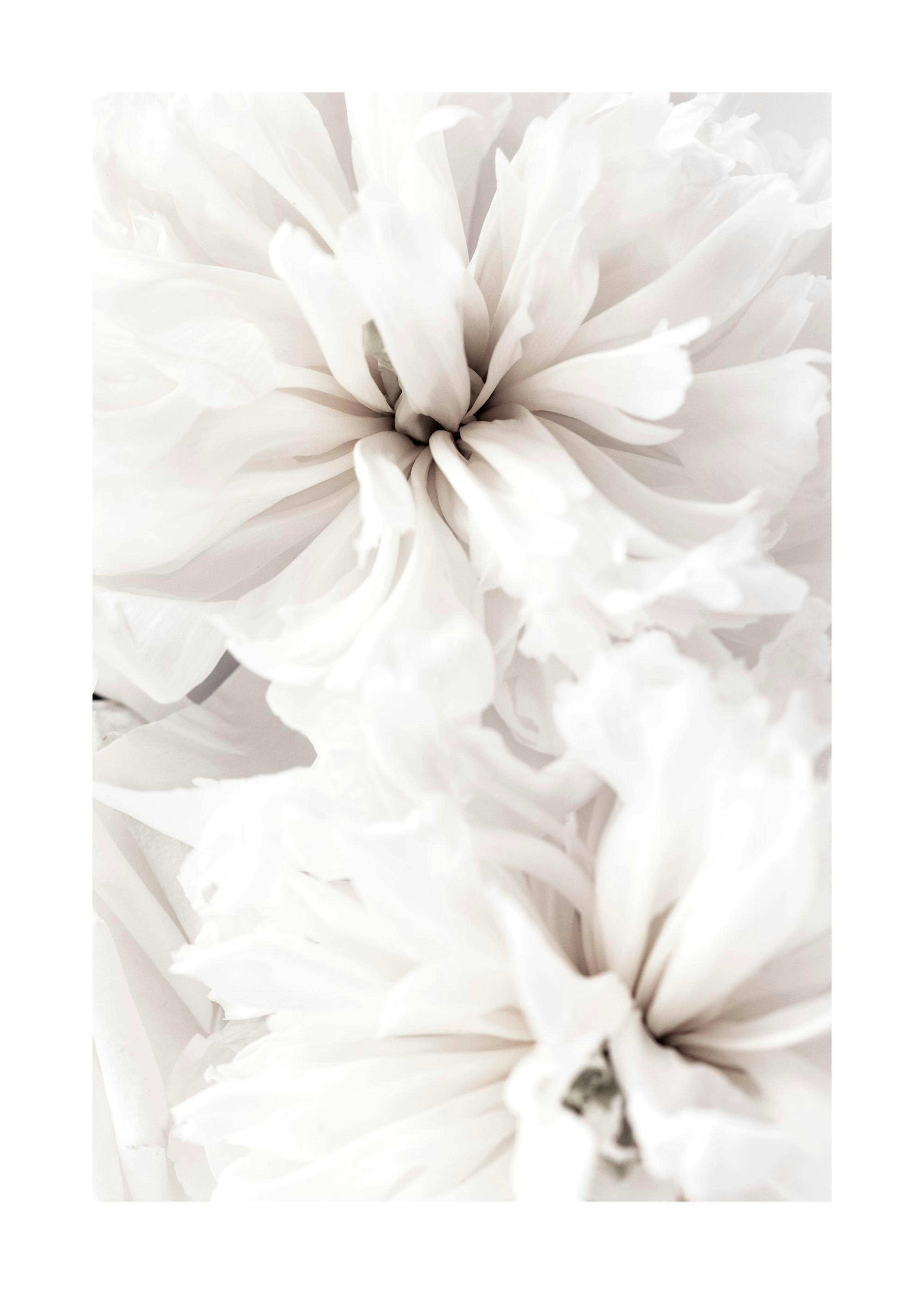 Witte rustige bloemen Poster 0