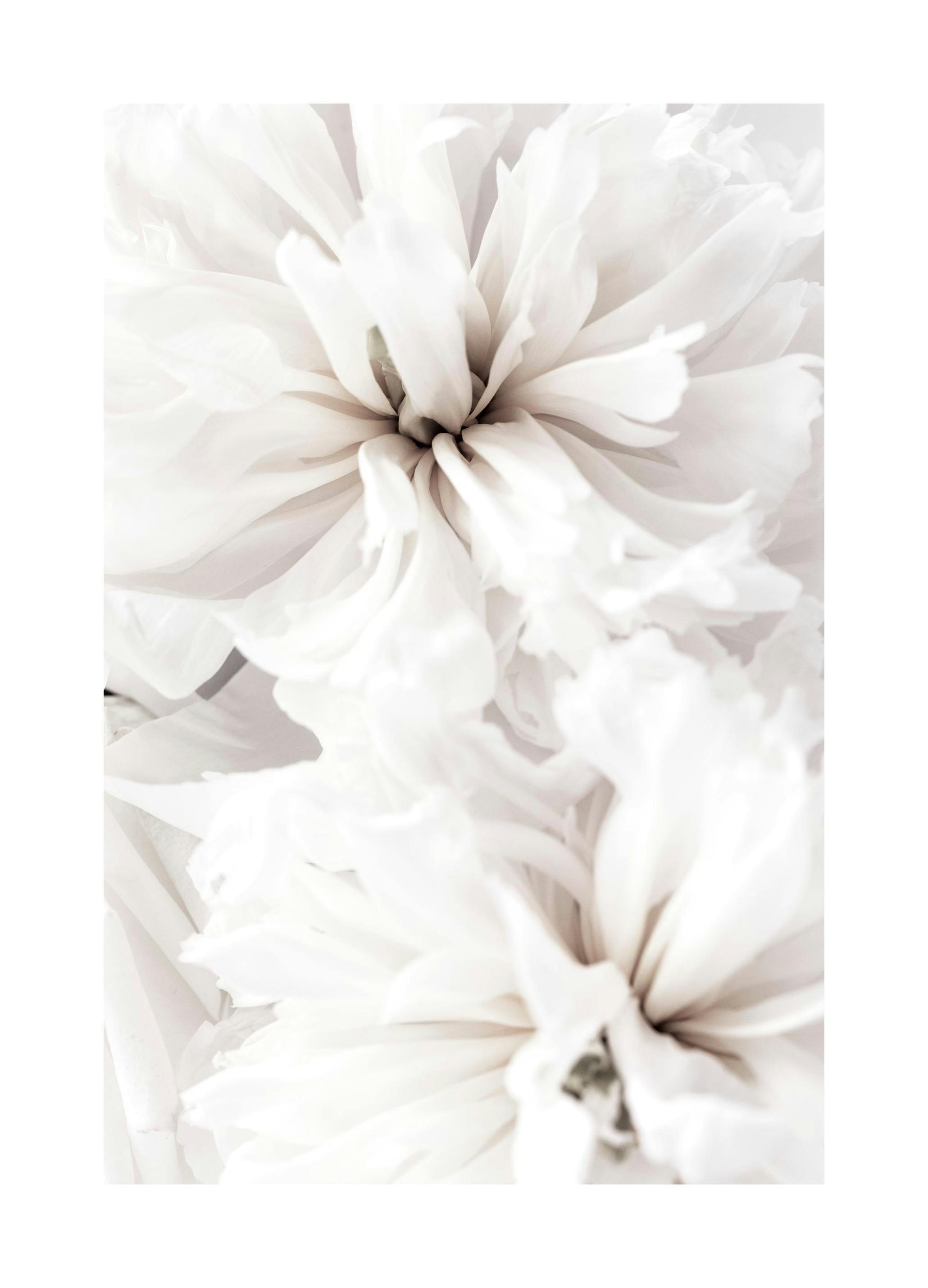 Witte rustige bloemen Poster (21x30 cm) - Poster Store