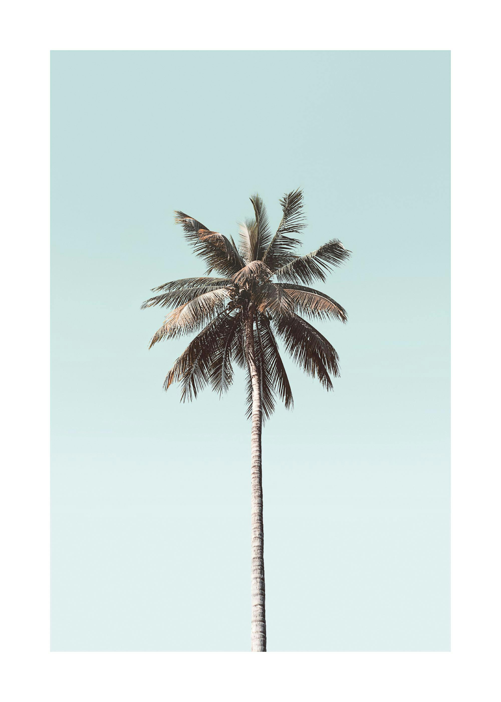 Palme Blauer Himmel Poster 0