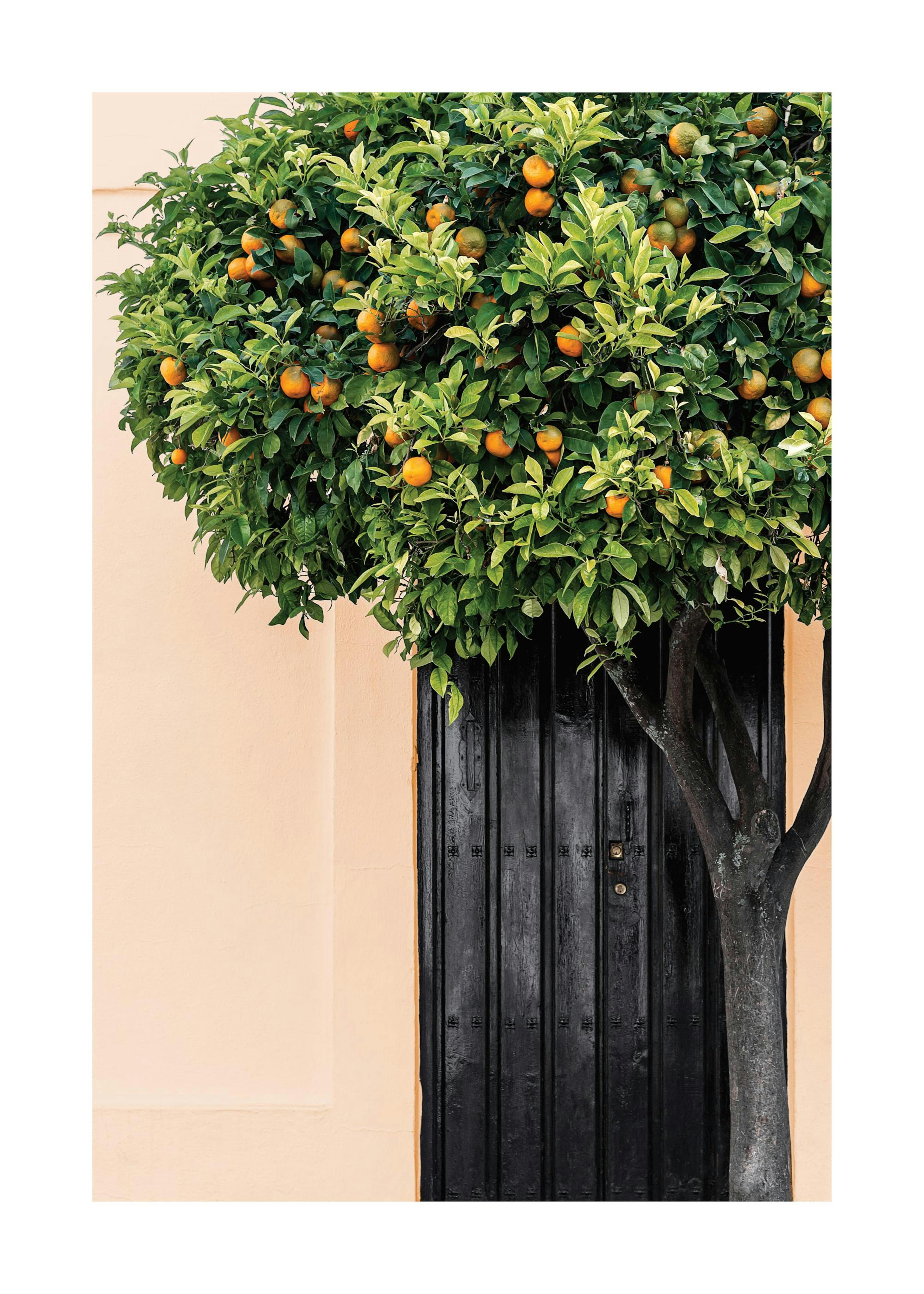 Citrus Tree Poster 0