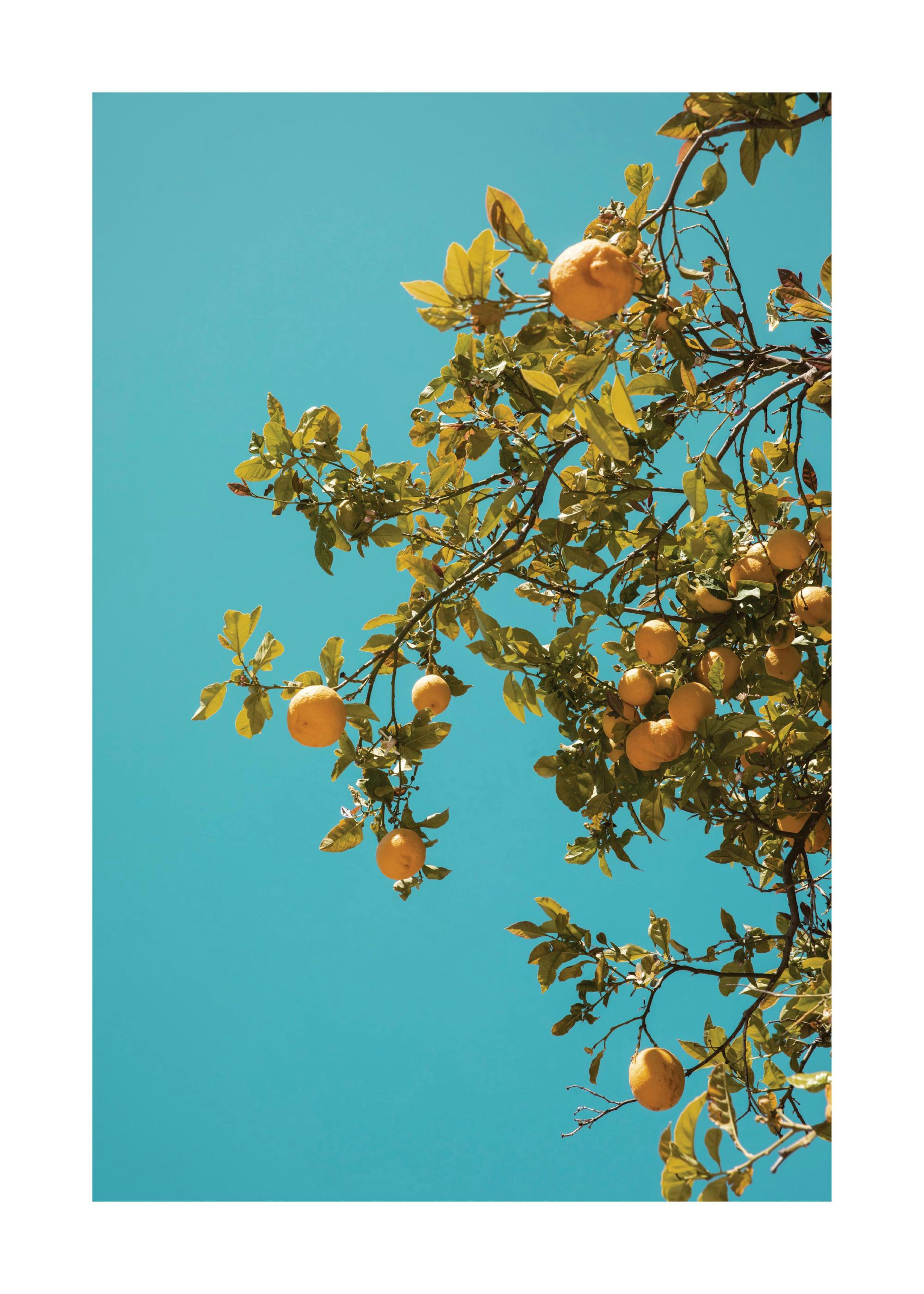 Appelsiner i det blå Plakat 0