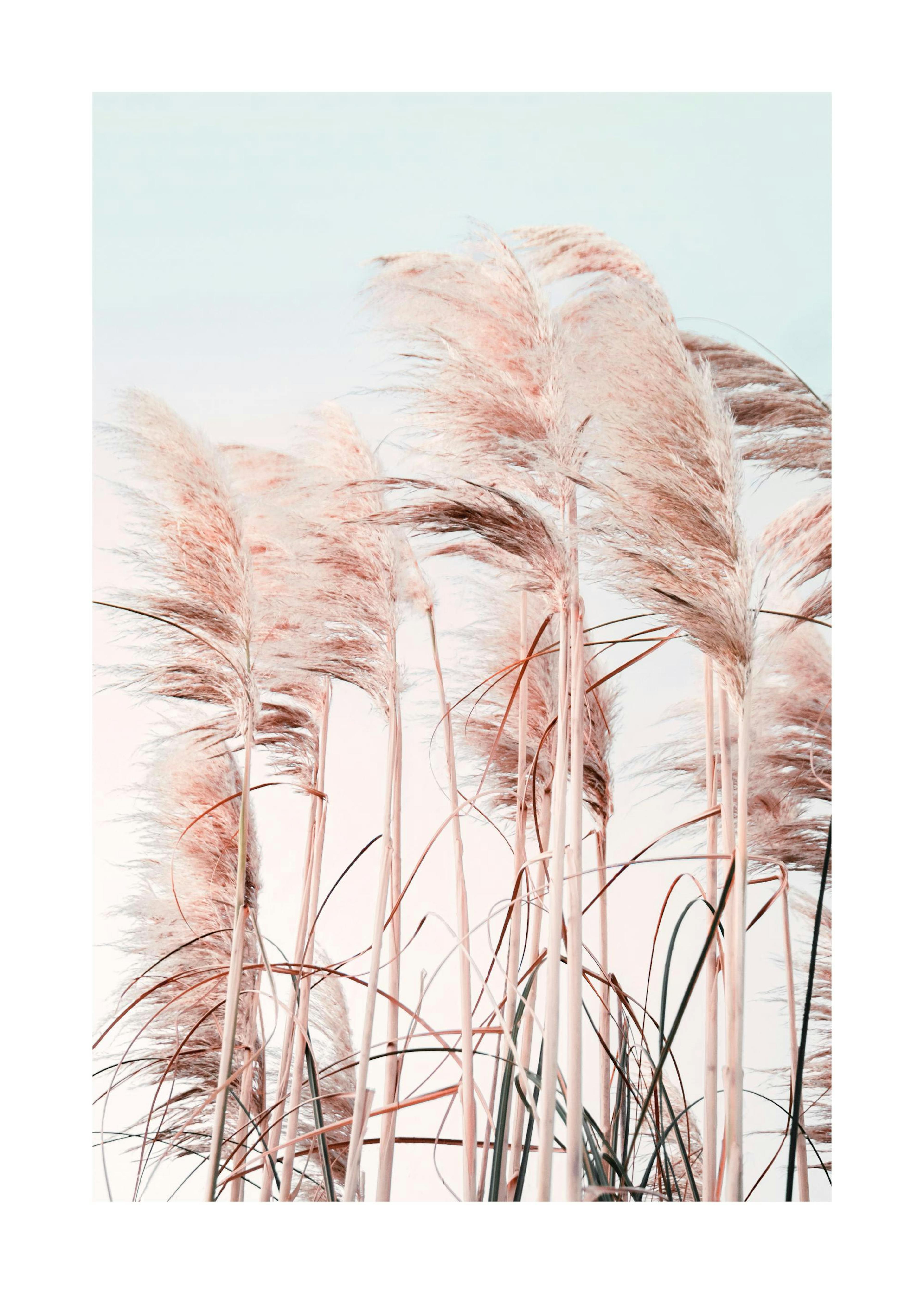 Pink Beach Grass 0
