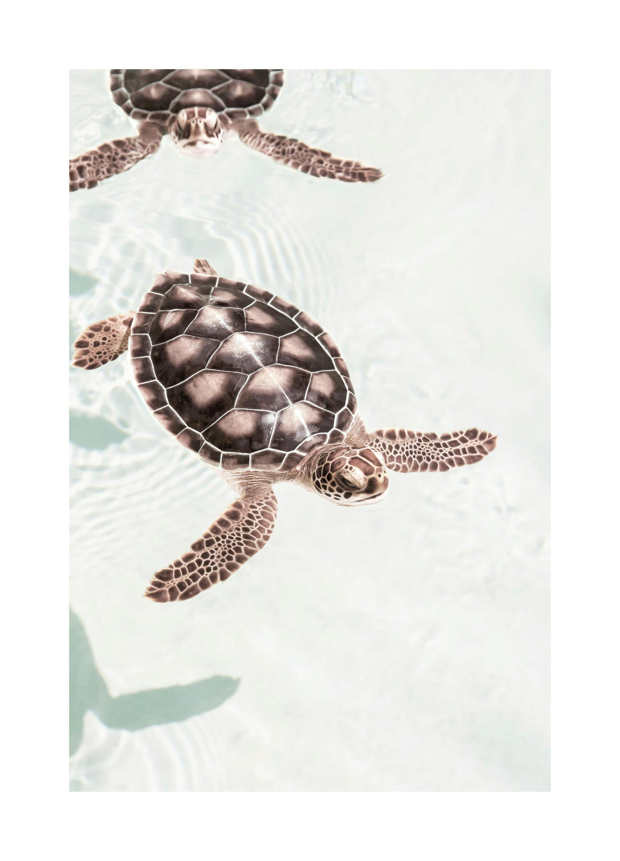 Tortues Nageant Poster (50x70 cm) - Poster Store