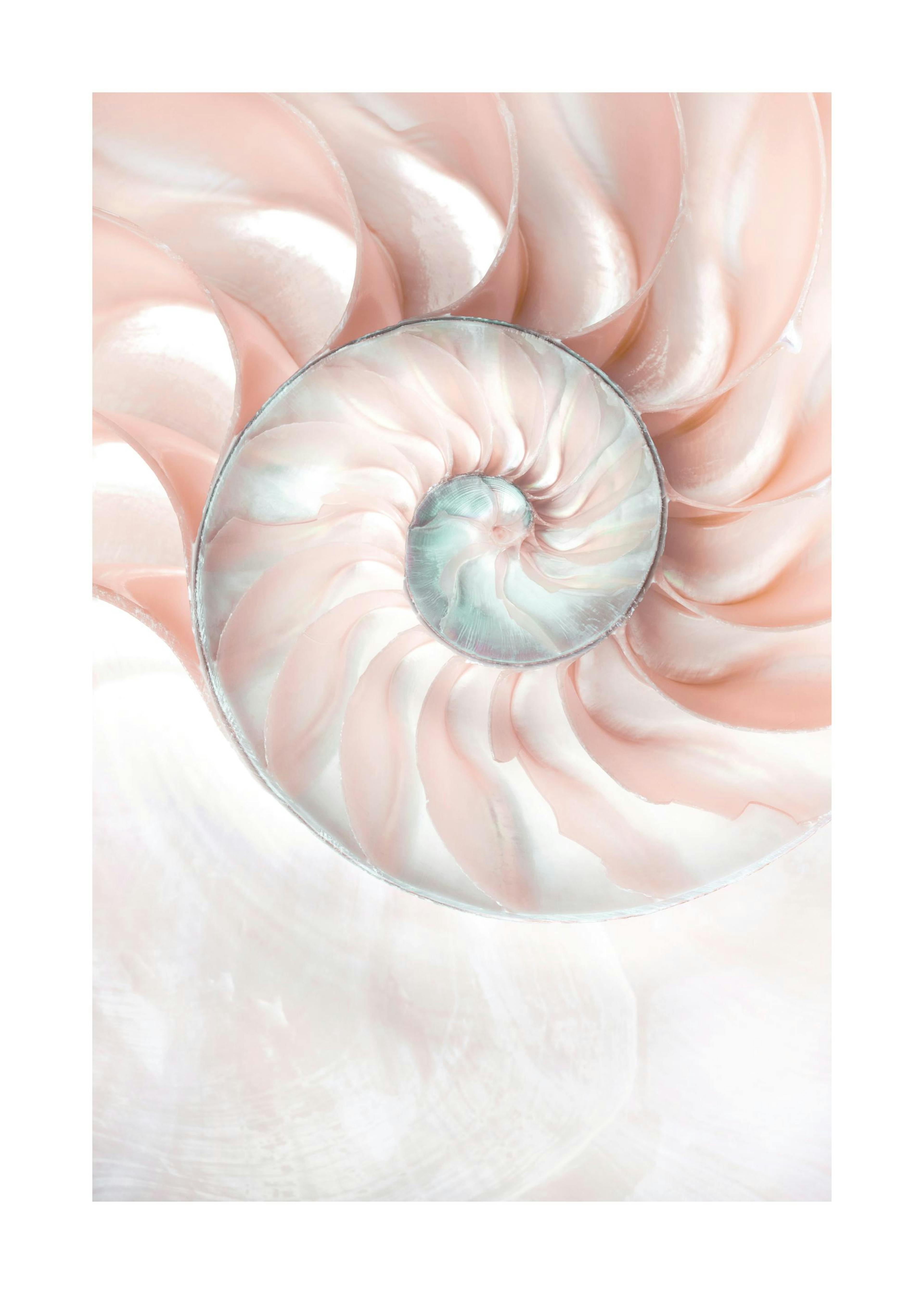 Nautilusschelp Poster 0