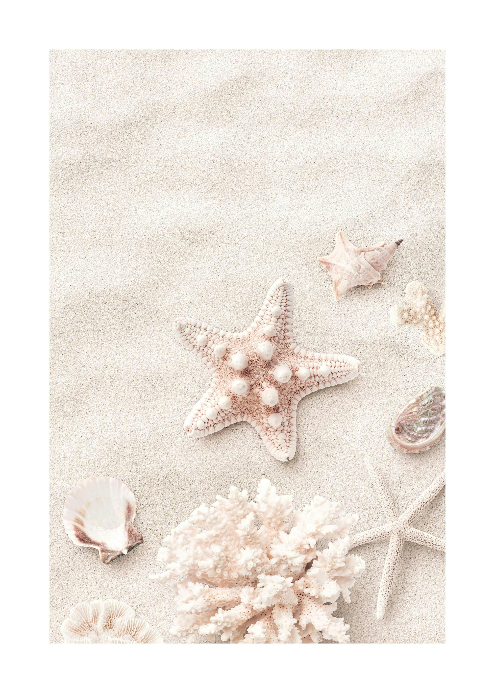 Pinker Seestern Poster 0