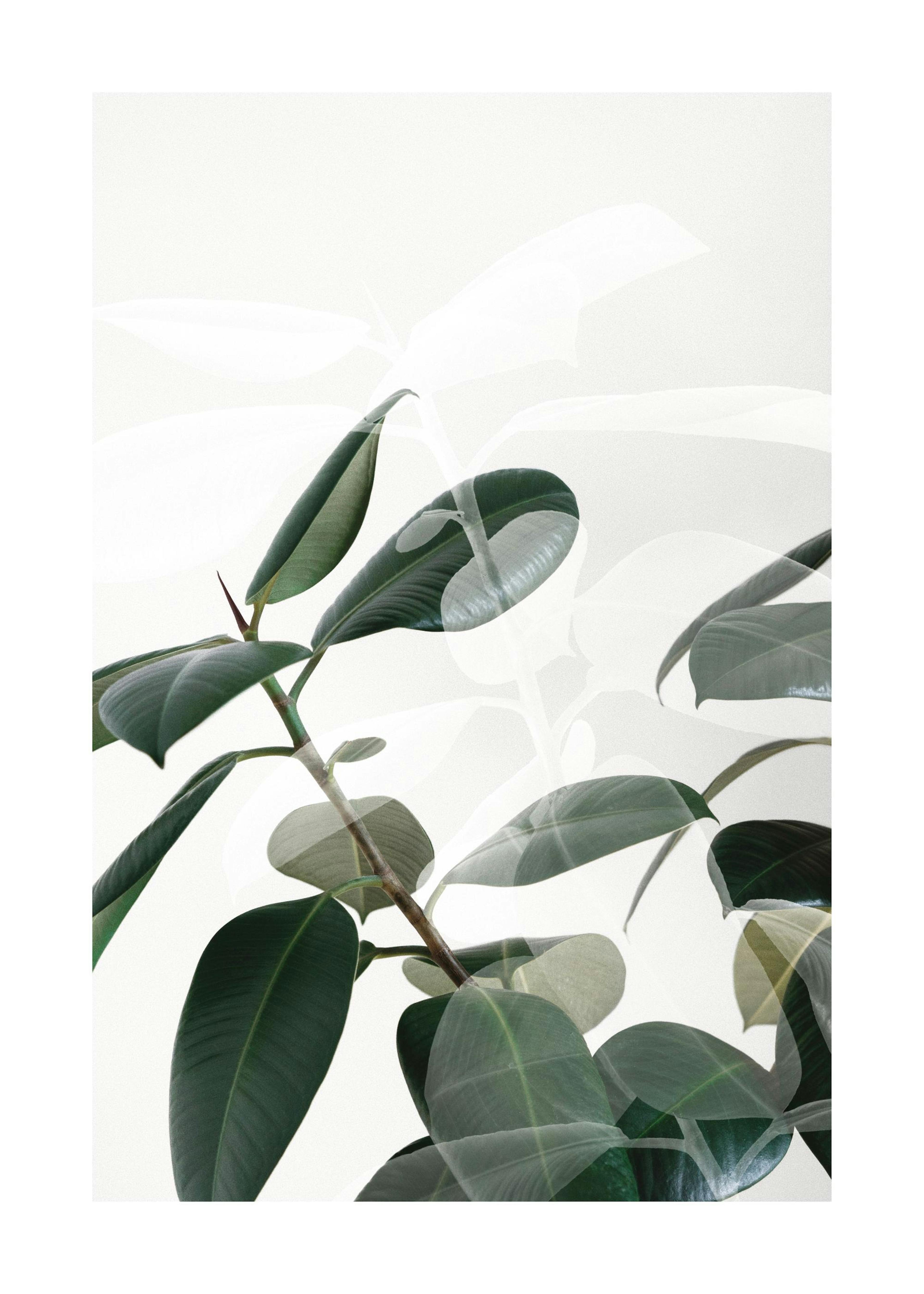 Sfumature di piante Poster 0