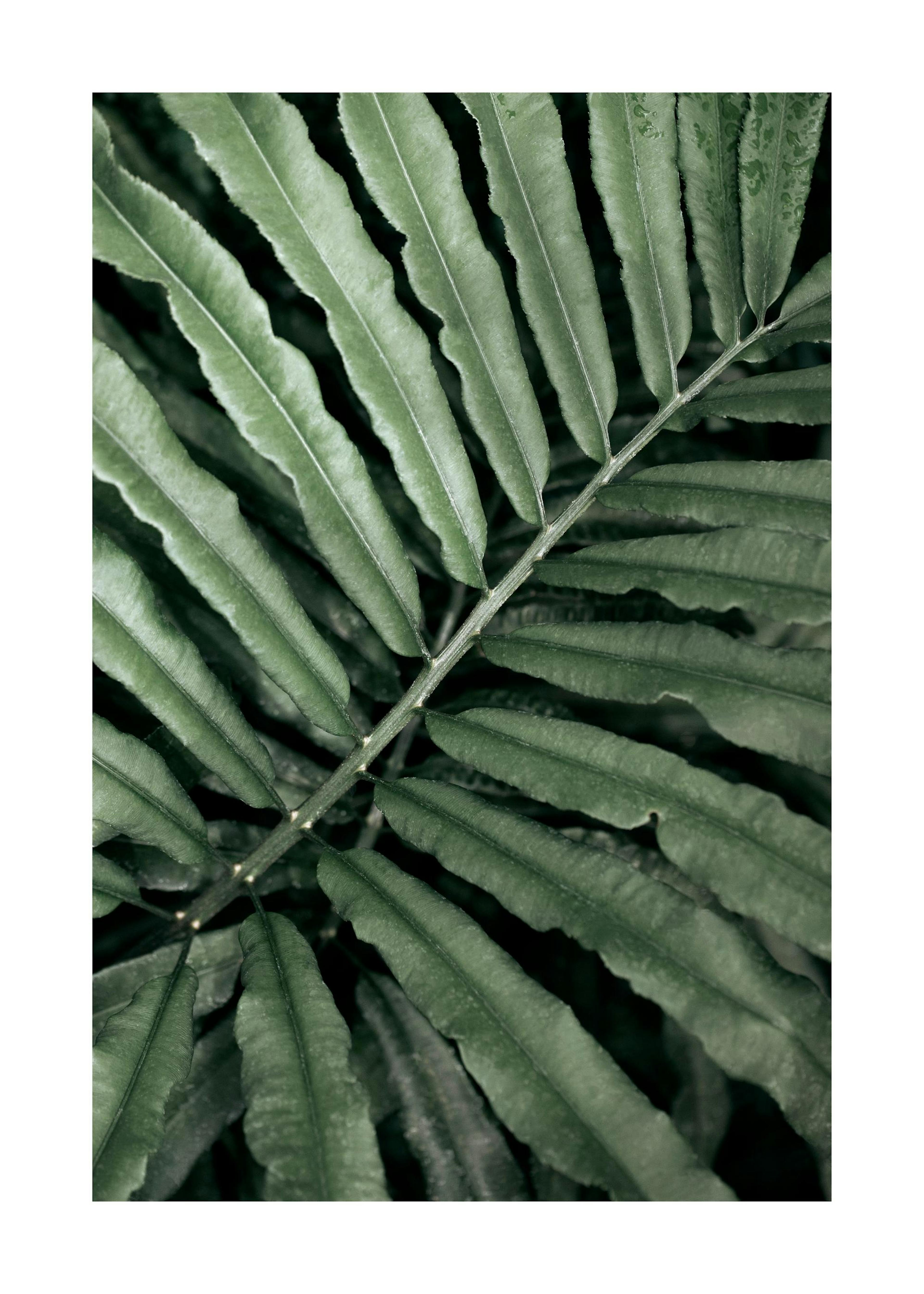 Green Fern Poster 0