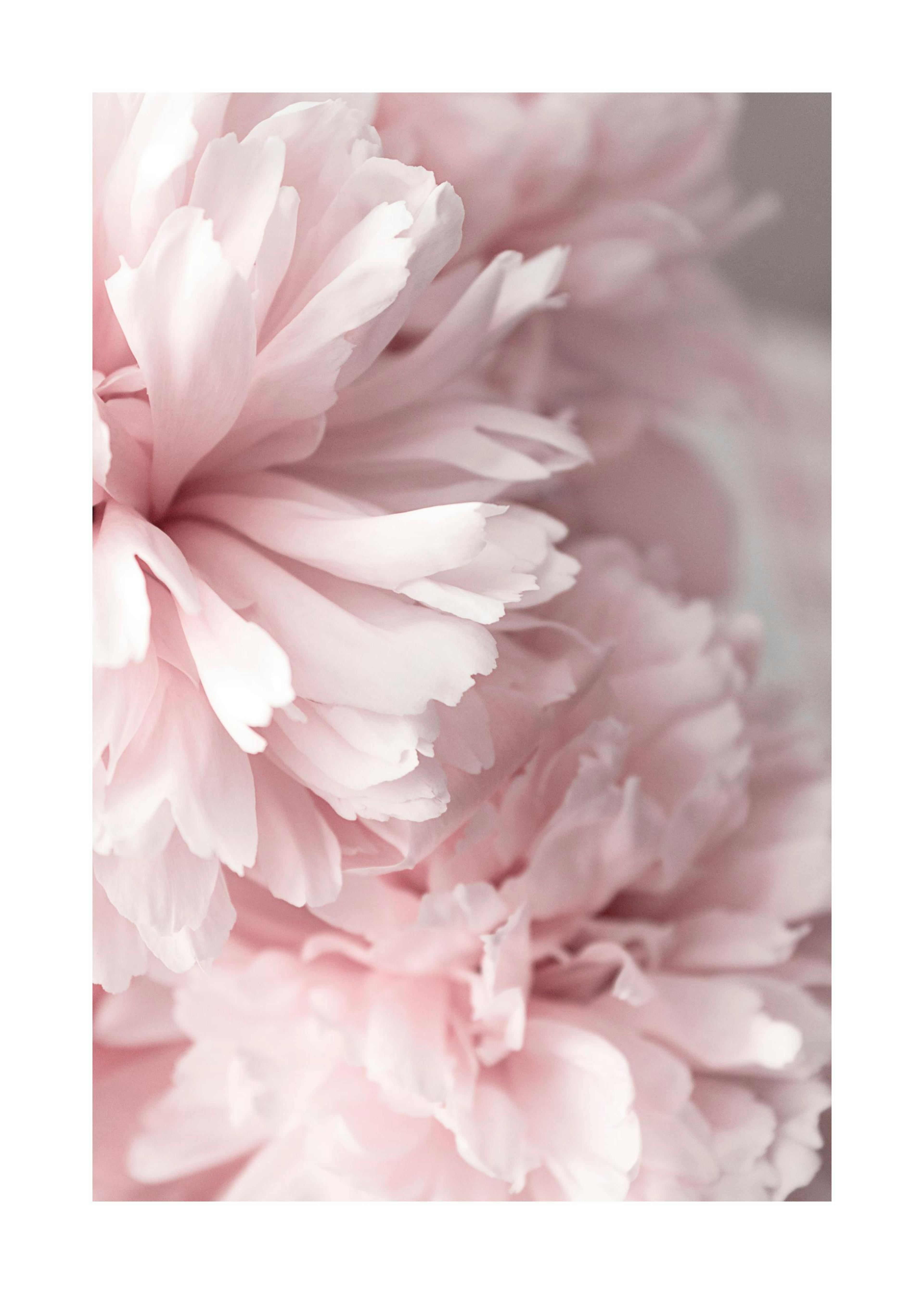 Primo piano di peonia rosa Poster 0