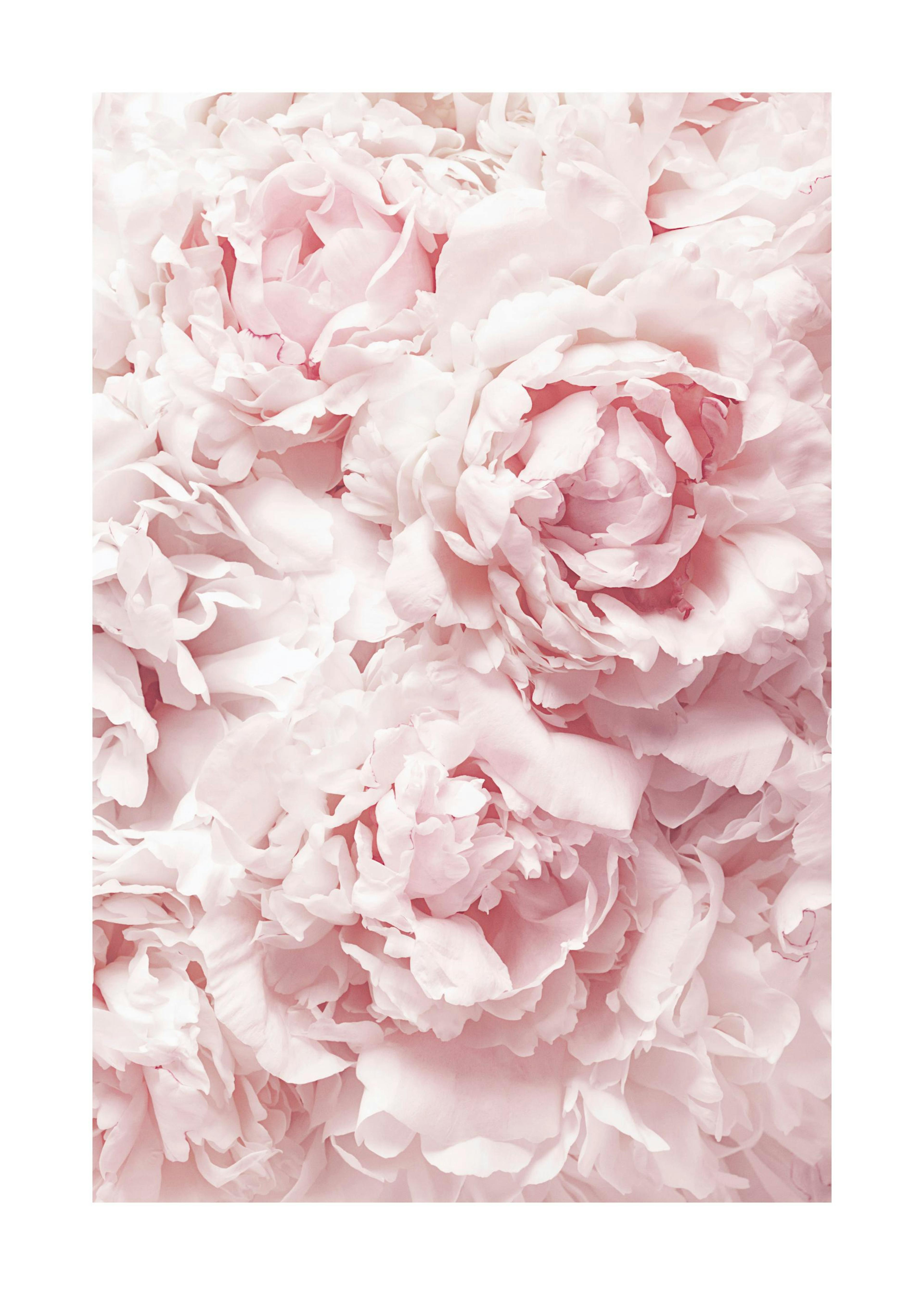 Soft Pink Peonies Poster 0