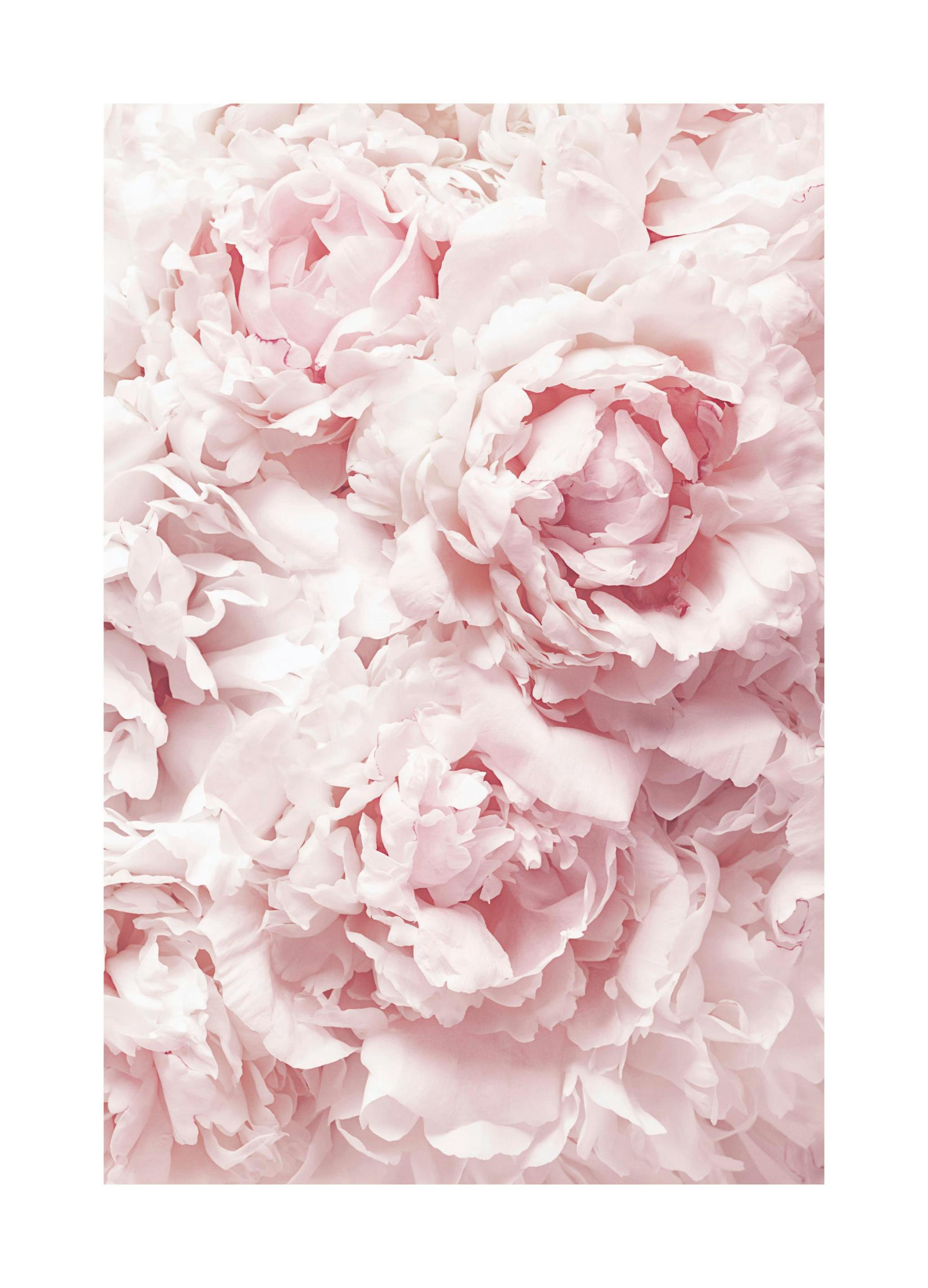 Zachte Roze Pioenen Poster (50x70 cm) - Poster Store