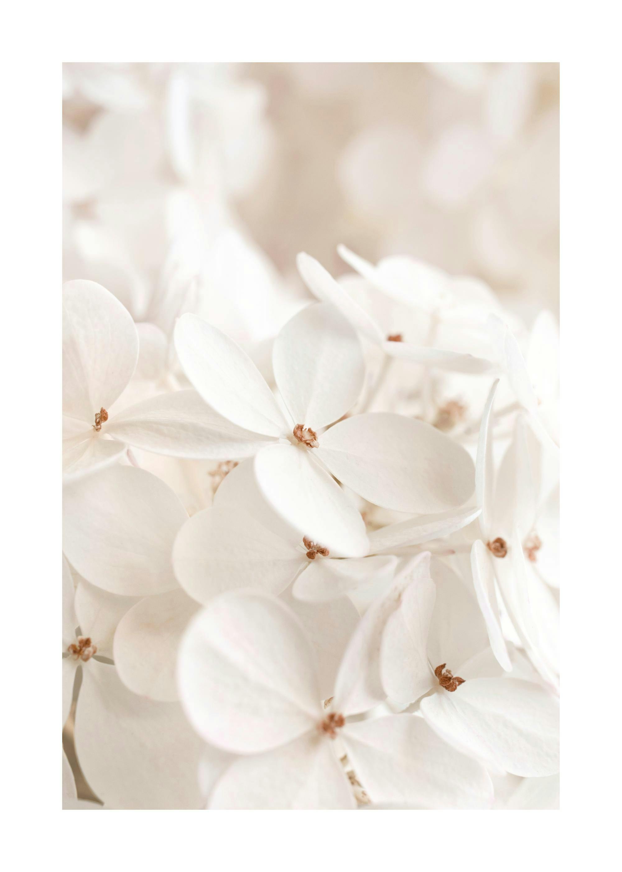 Soft White Bloom Poster 0