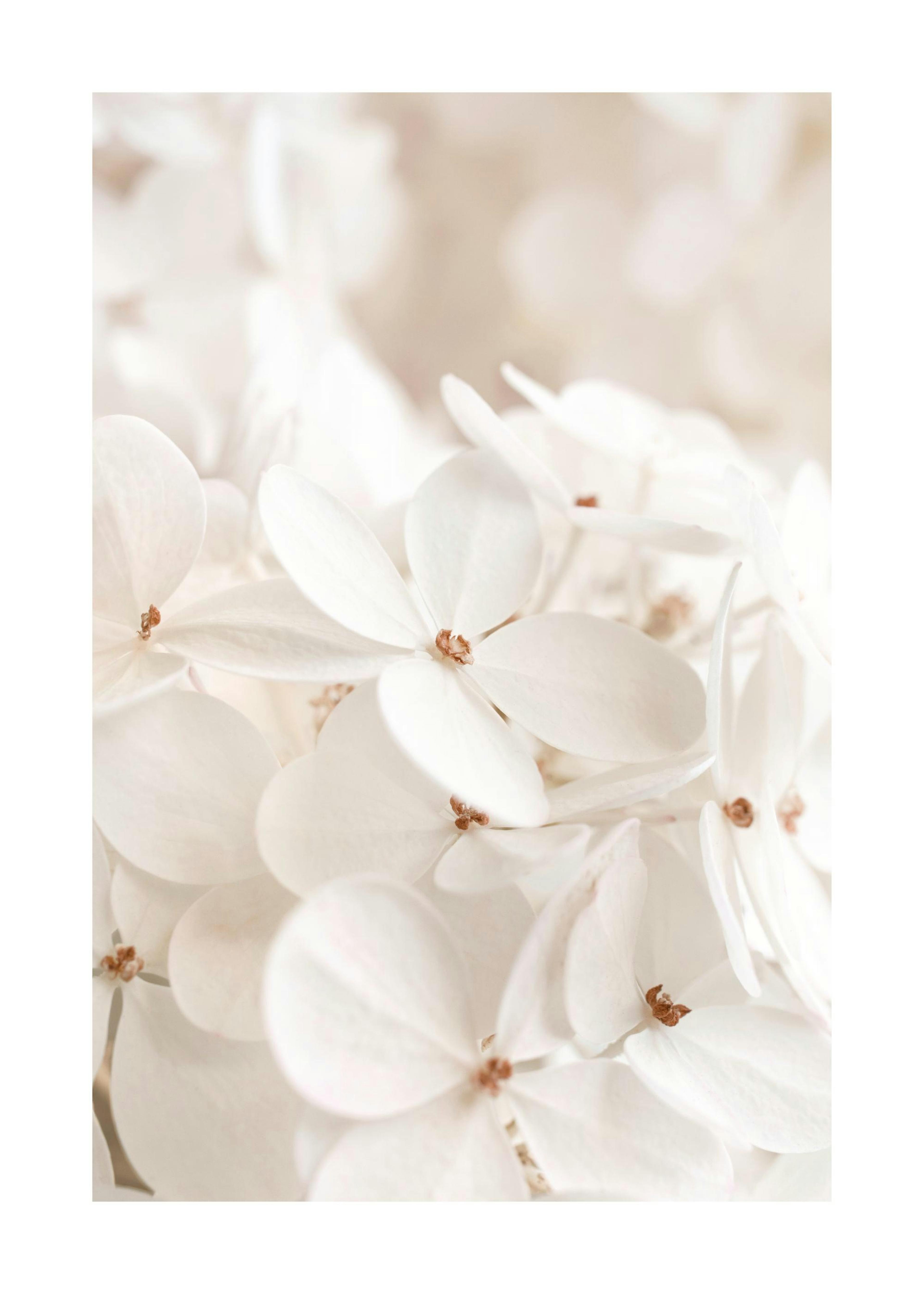 Soft White Bloom Poster 0