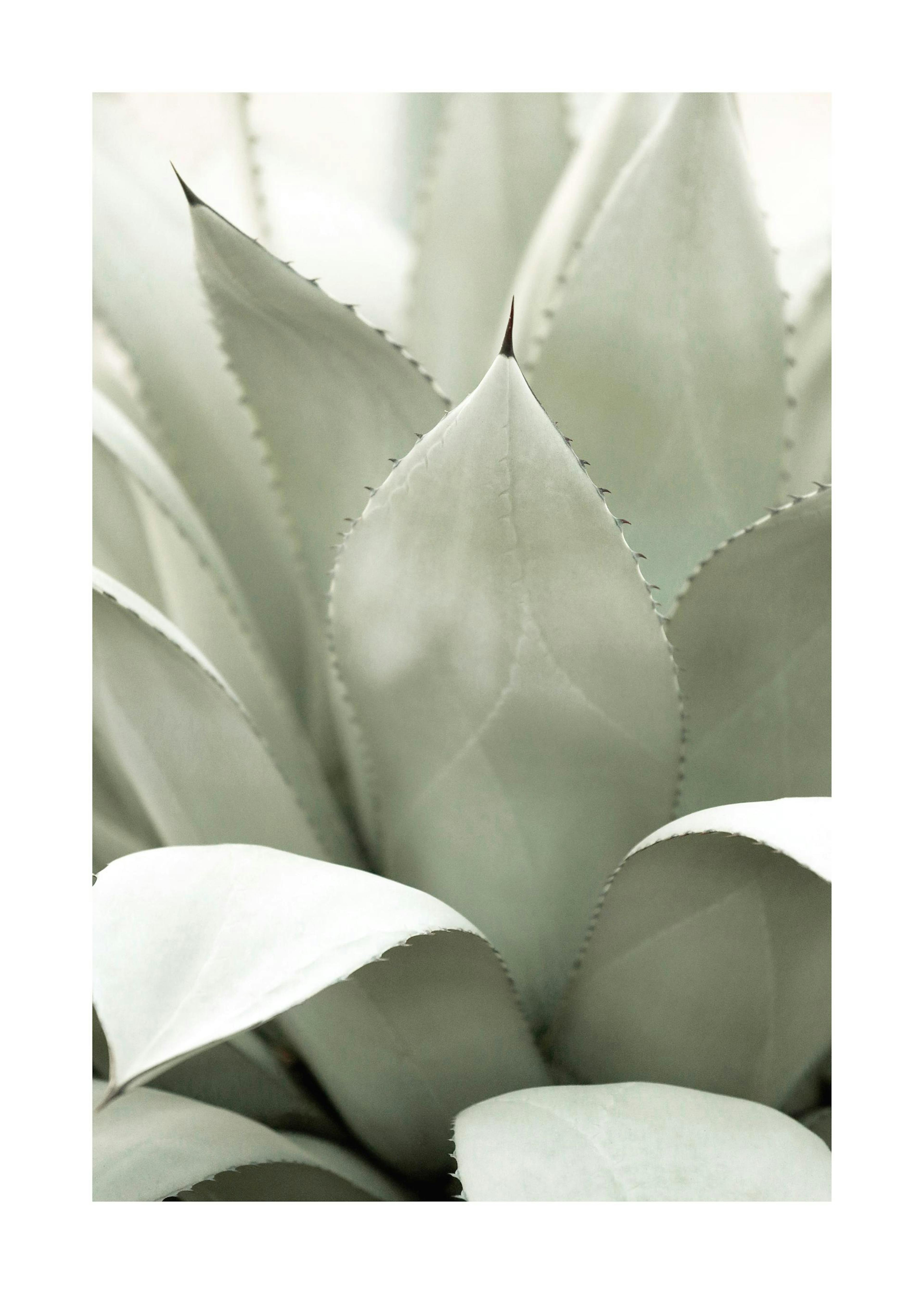 Agave Plant Poster 0
