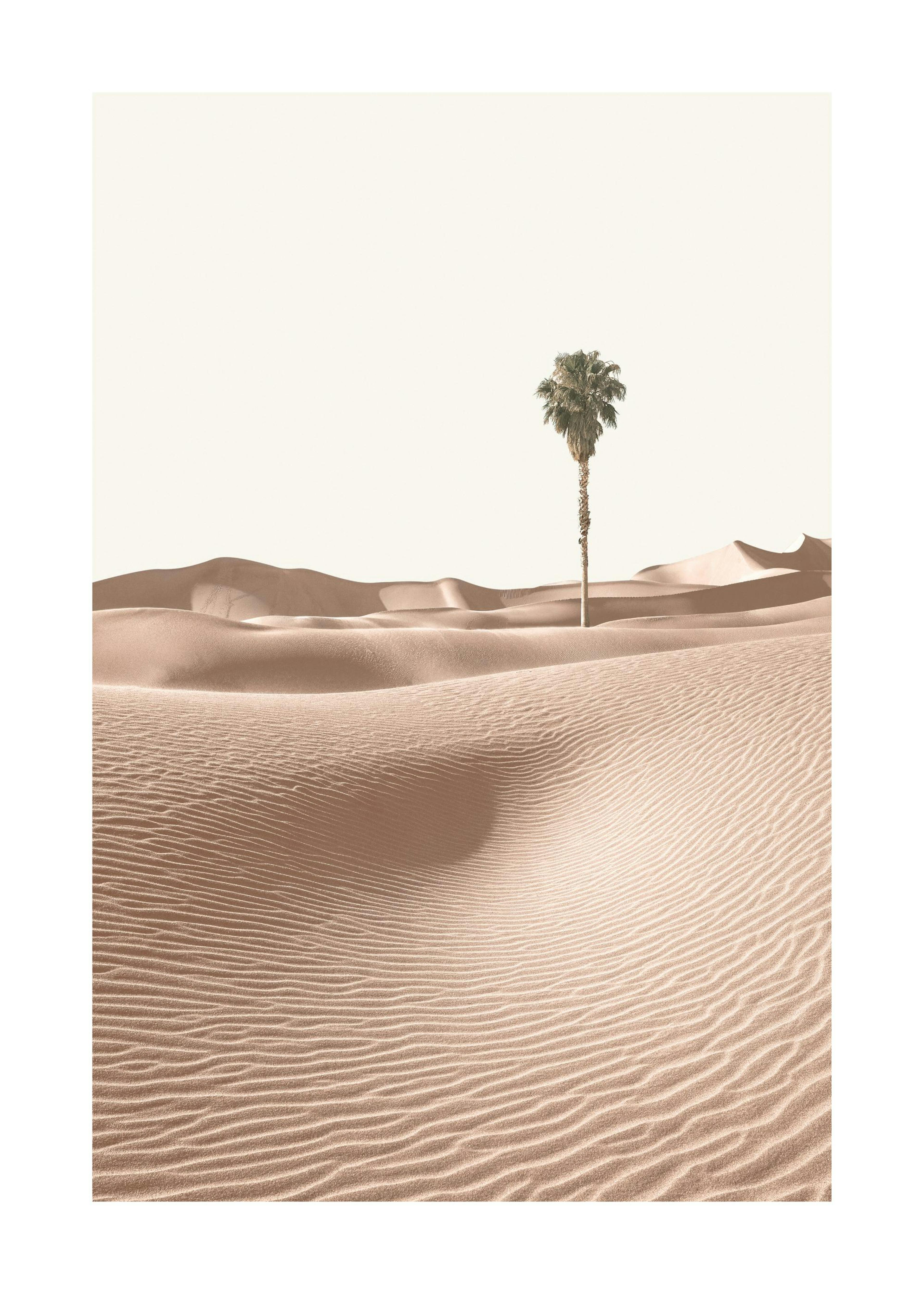 Palma in dune di sabbia Poster 0