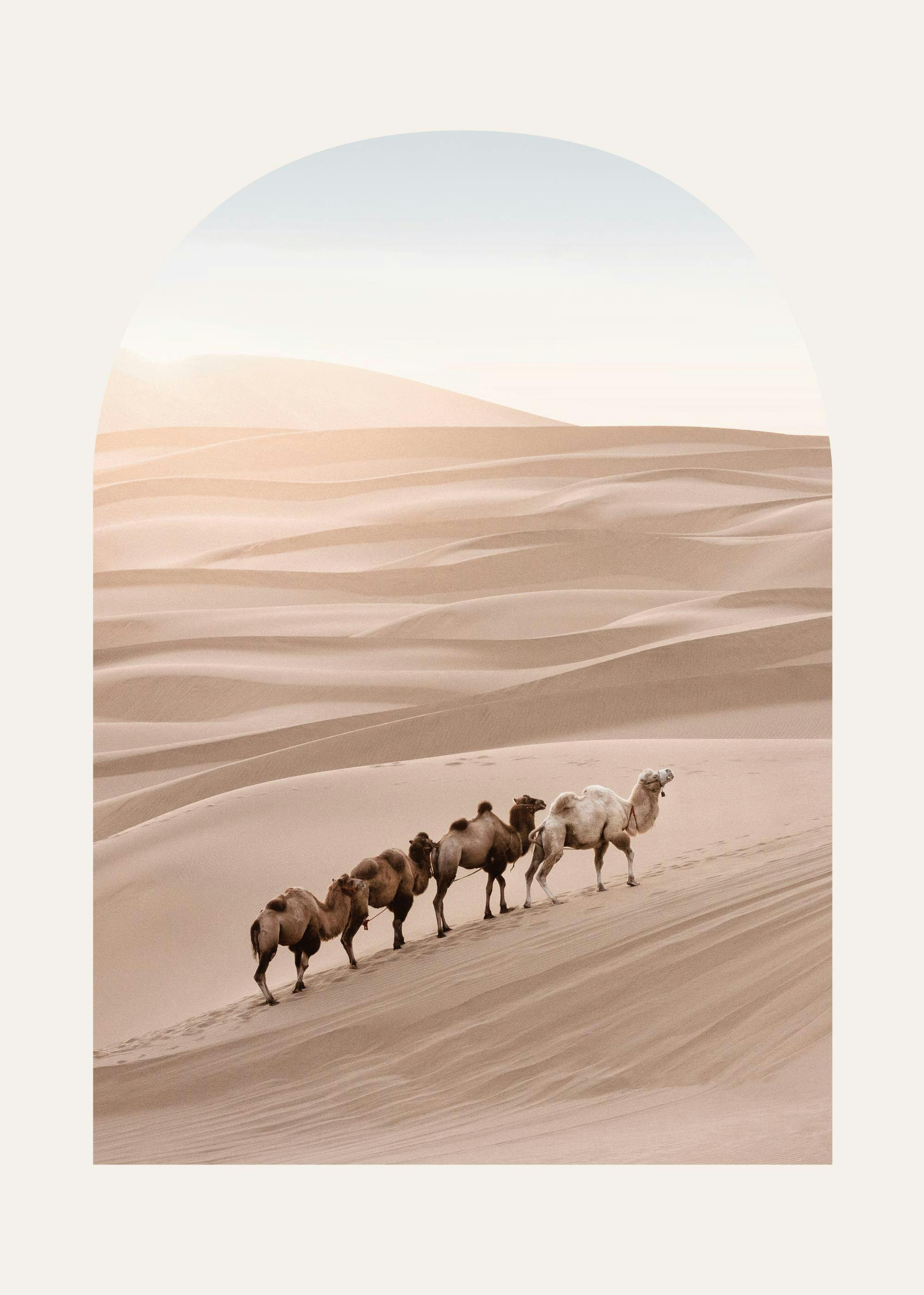 Chameaux Désert Poster 0
