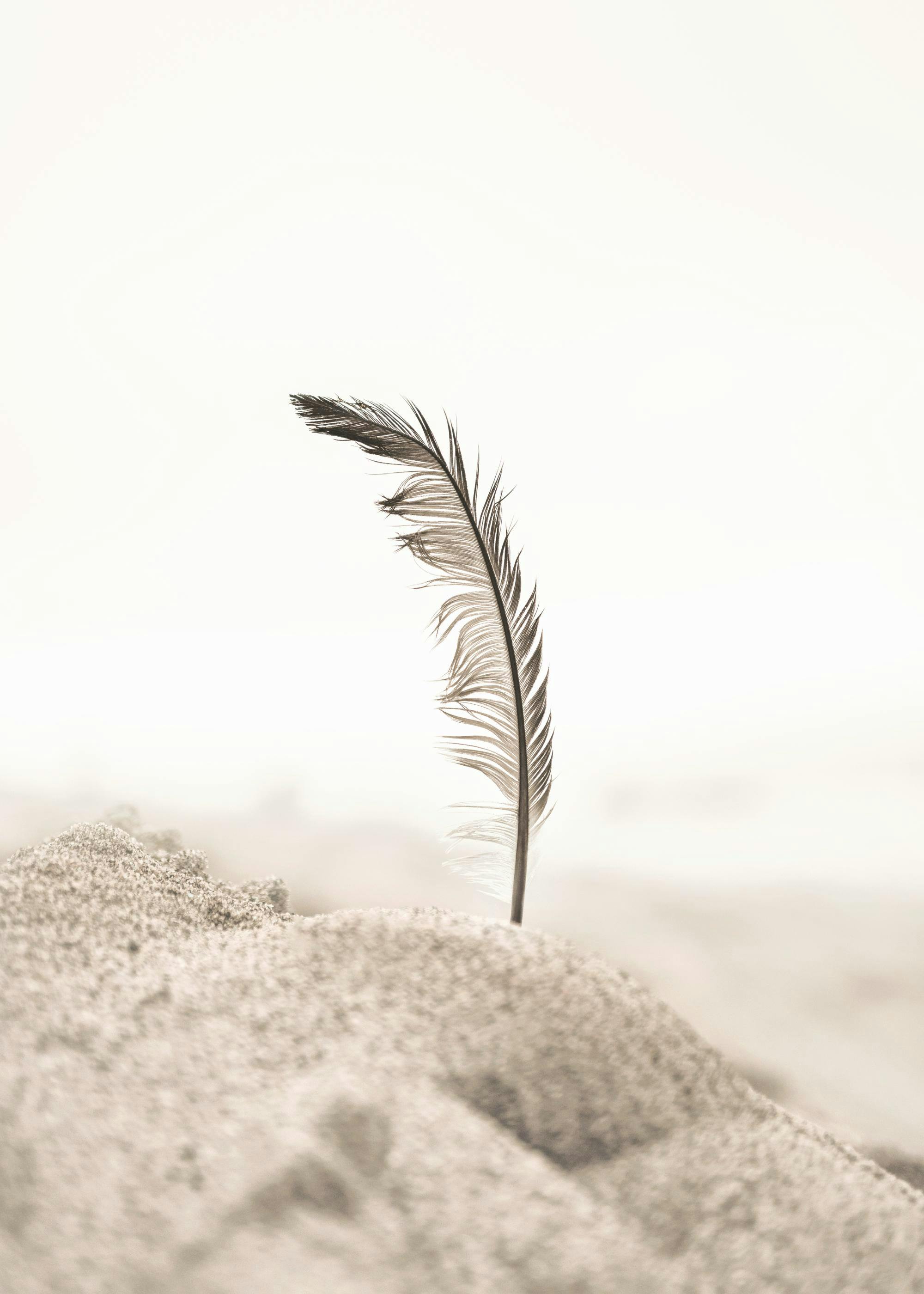Beach Feather Poster 0