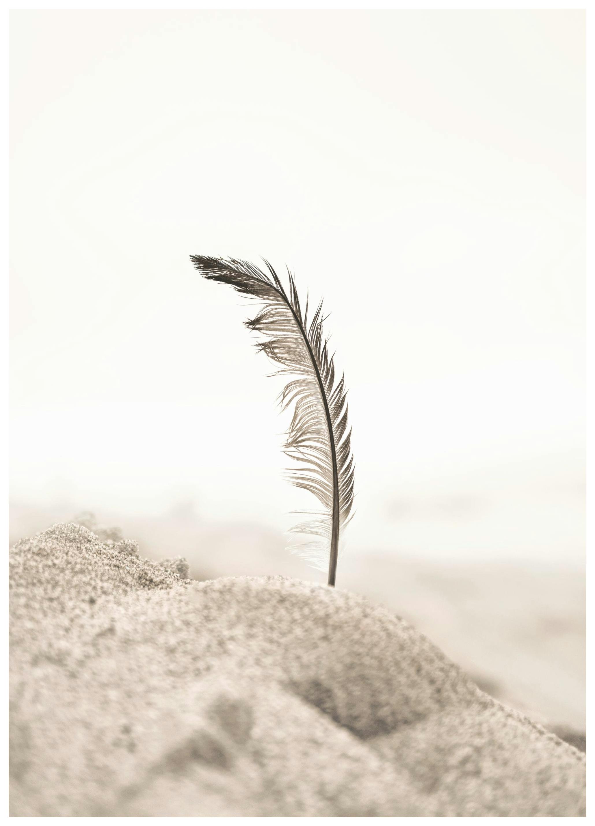 Prints Beach Feather Poster (50x70 cm) - Poster Store