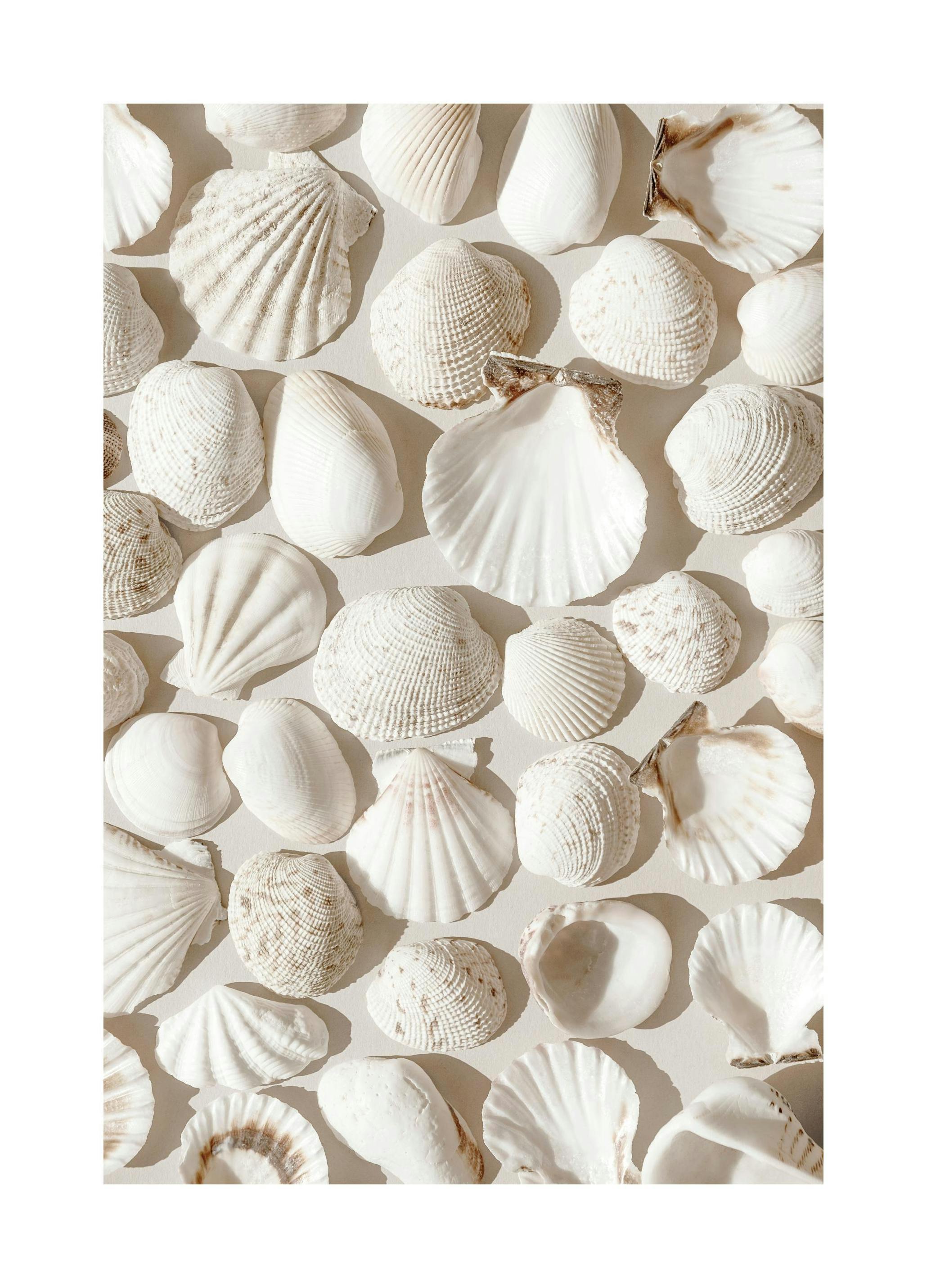 Prints Beige Shells Poster (50x70 cm) - Poster Store
