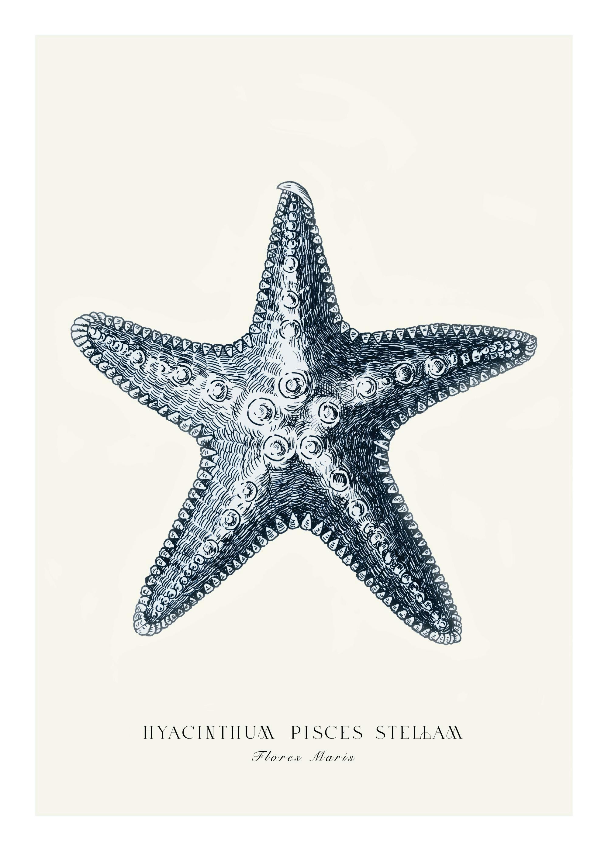 NIebieska Rozgwiazda Plakat 0