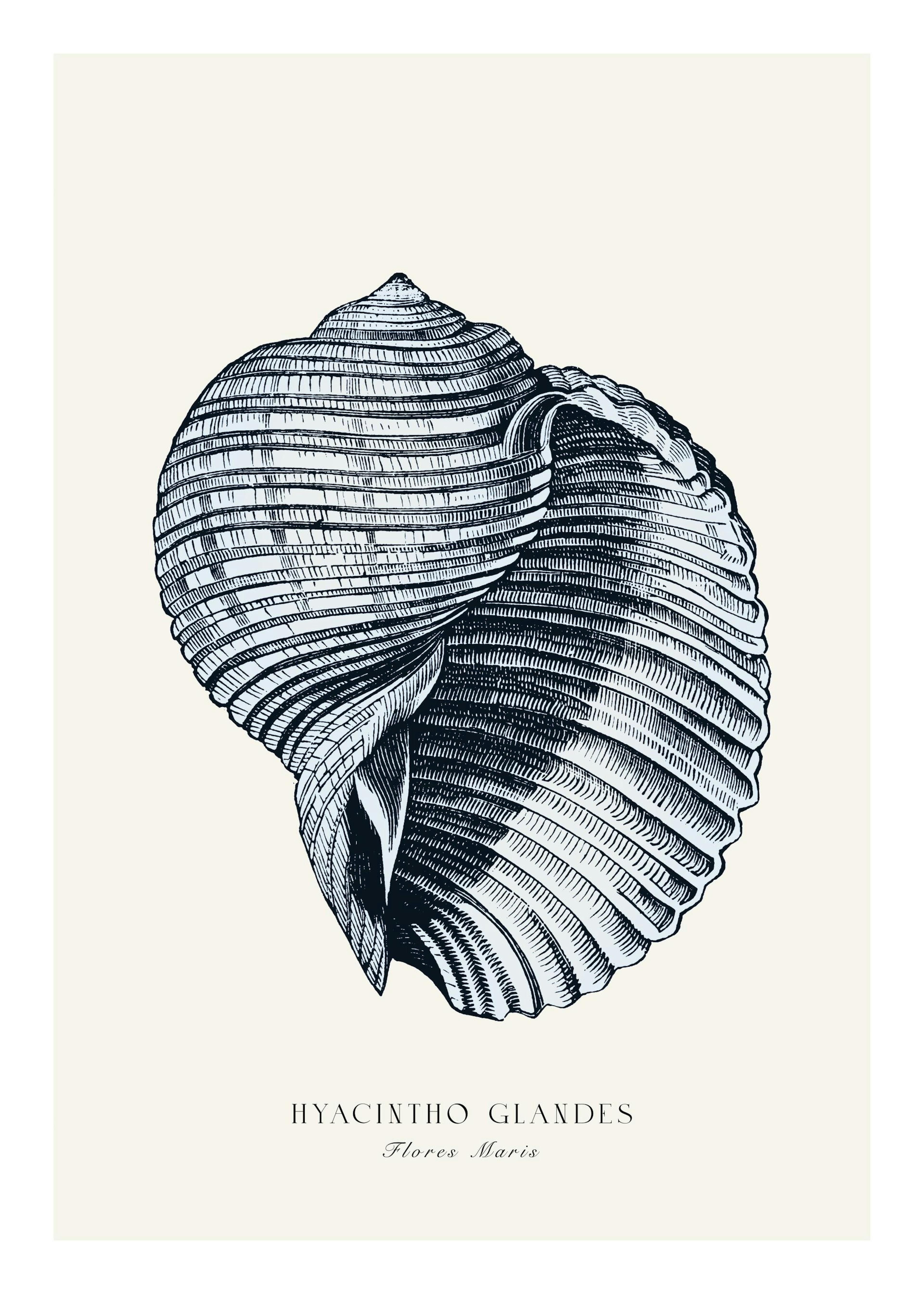 Niebieska Muszla Plakat 0