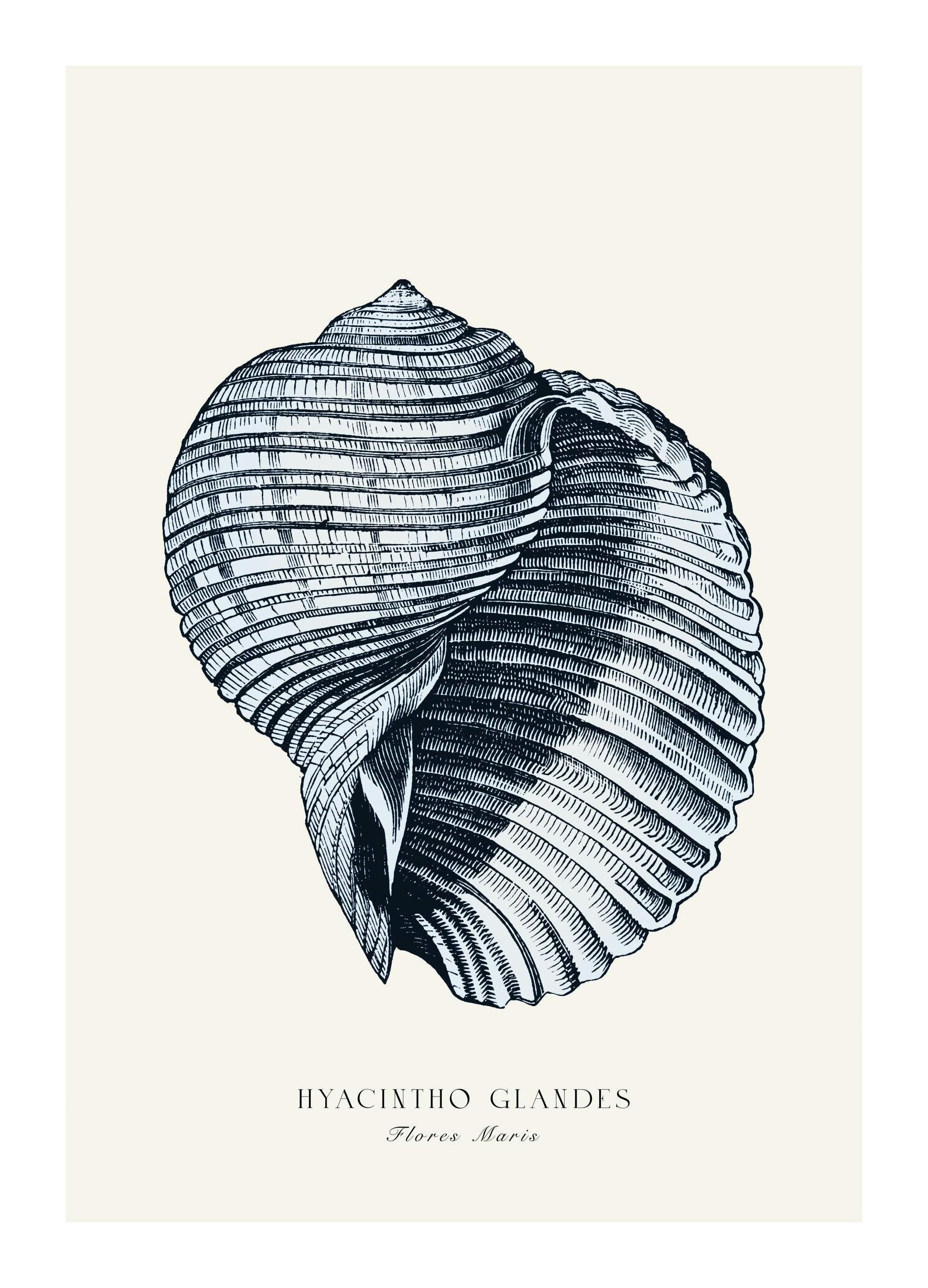 Blauwe Zeeschelp Poster (50x70 cm) - Poster Store