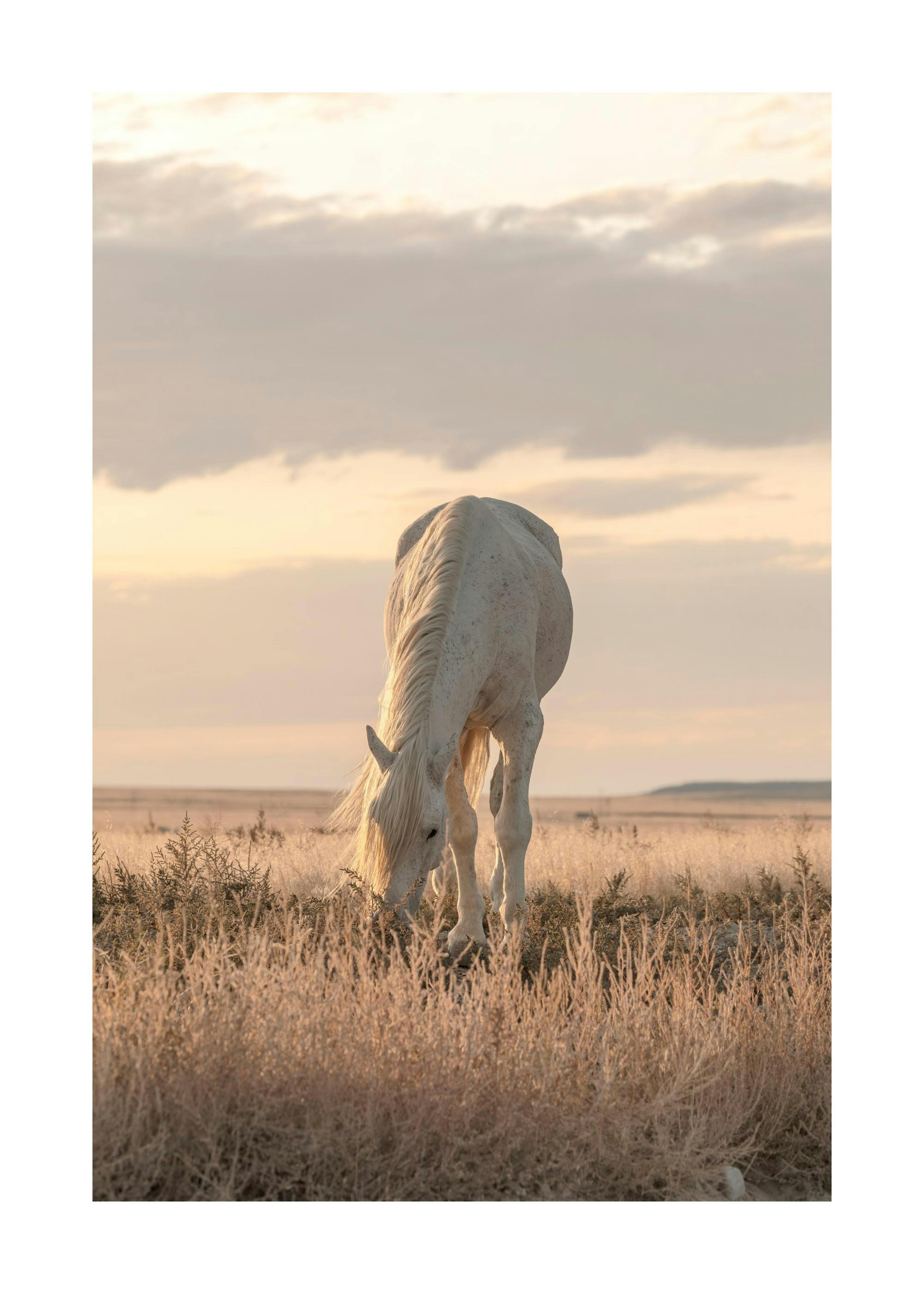 Cheval au Soleil Couchant Poster 0