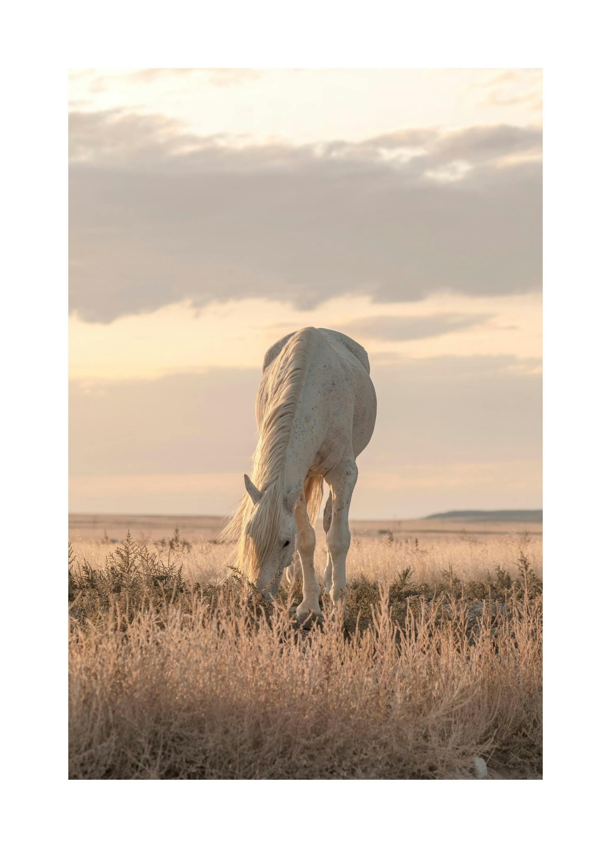 Koń Na Tle Zachodzącego Słońca Plakat (30x40 cm) - Poster Store