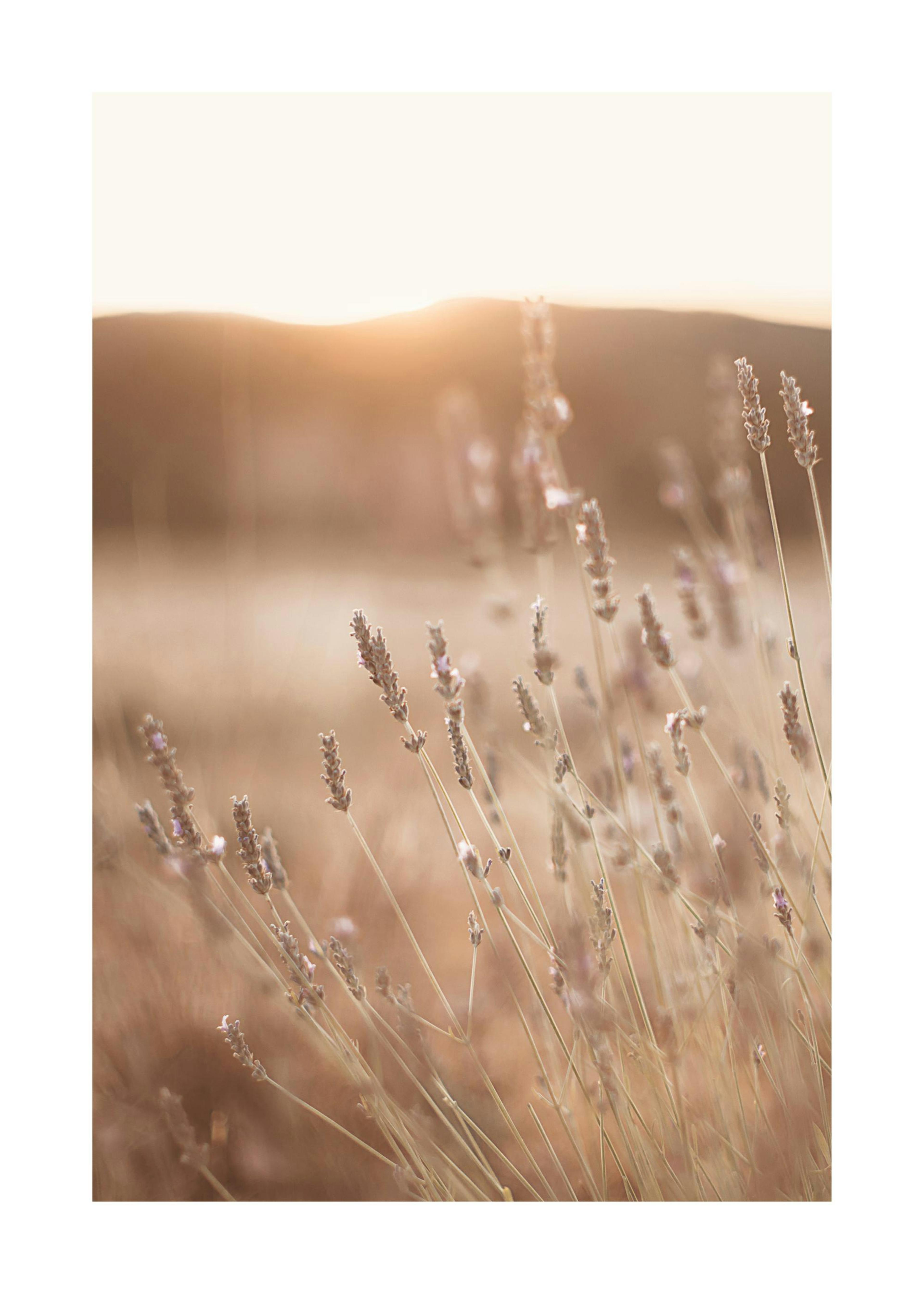 Meadow at Sunset Poster 0