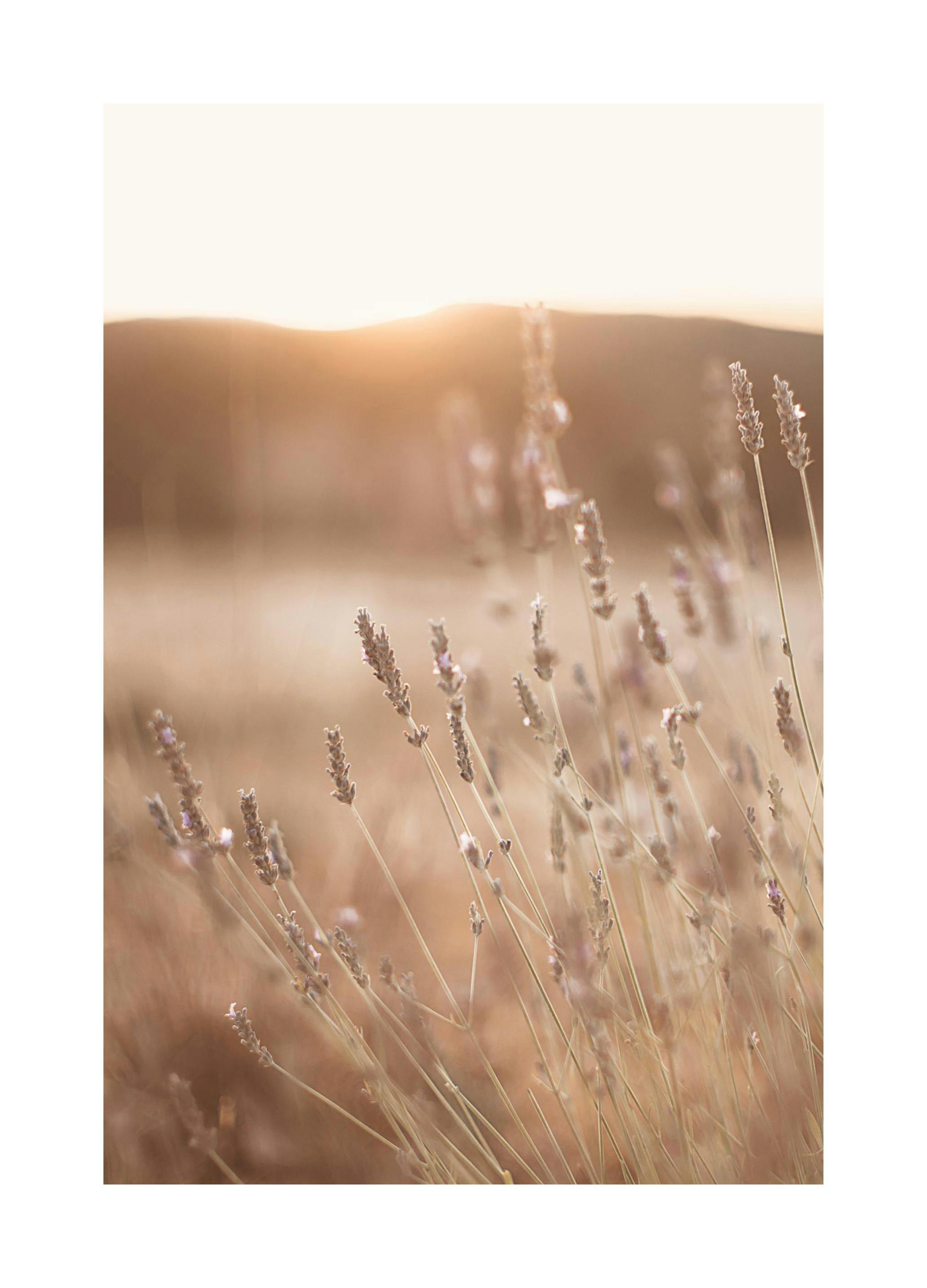 Prairie au Soleil Couchant Poster (50x70 cm) - Poster Store