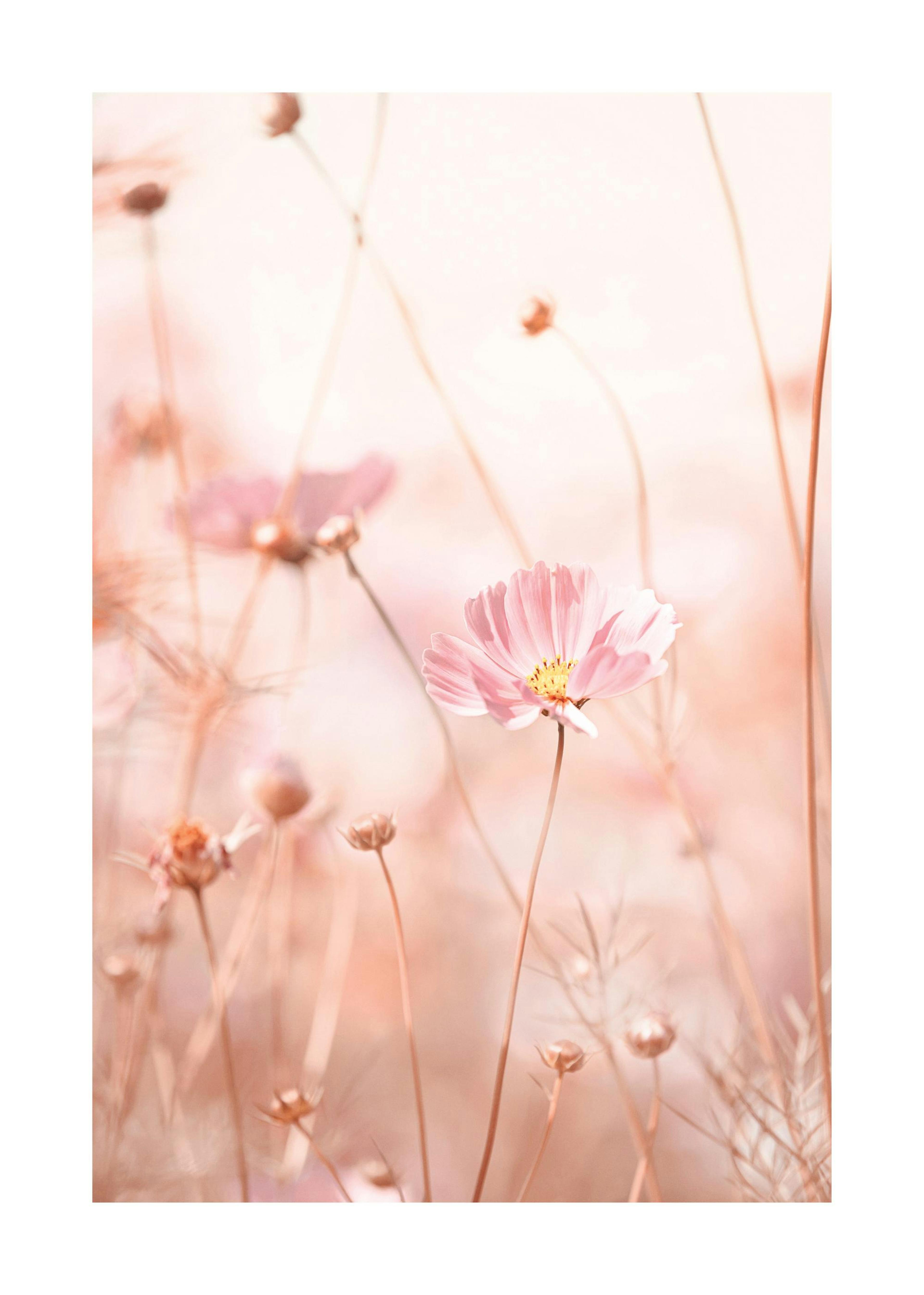 Rosa Rosenskäror Poster 0