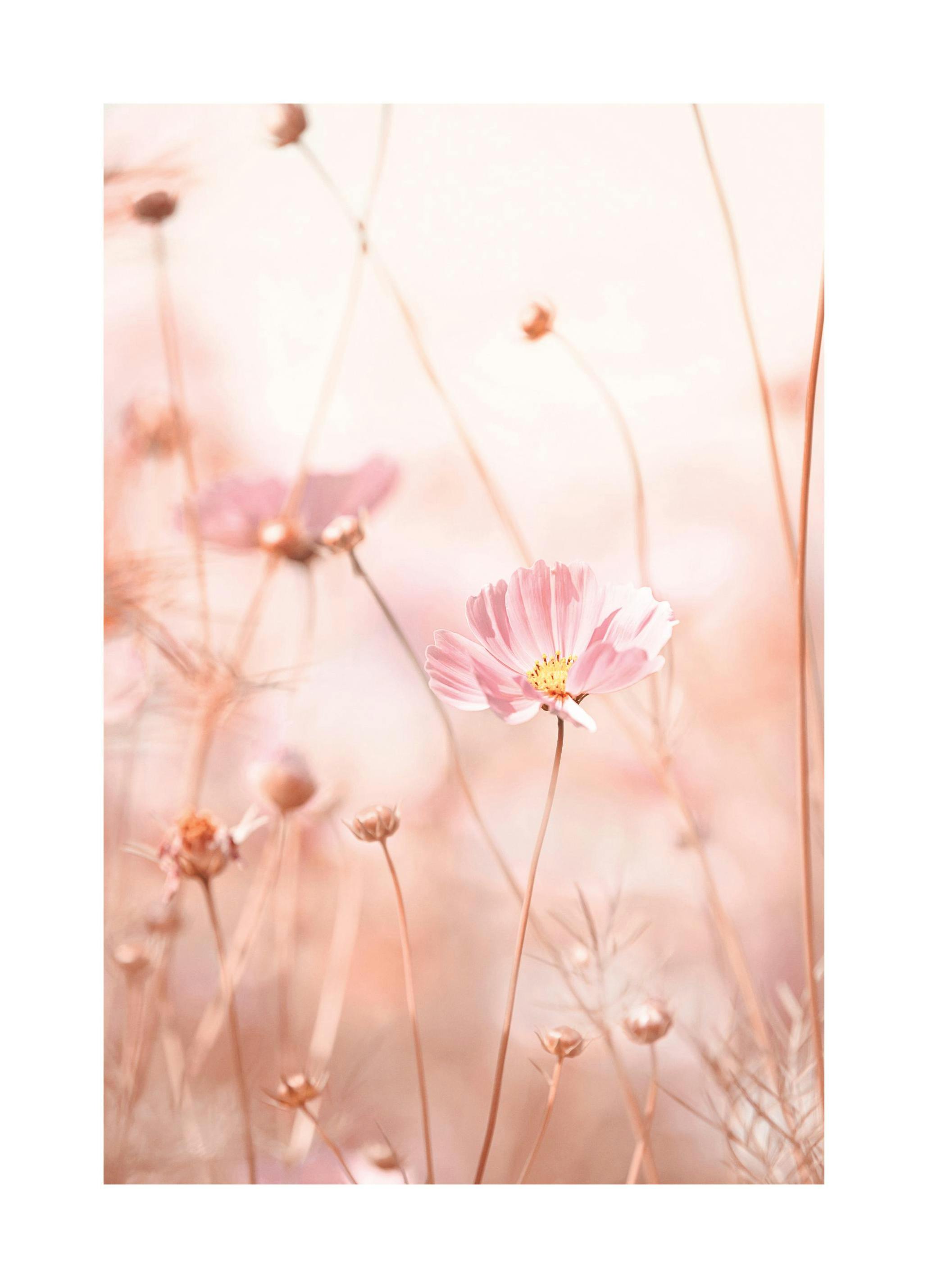 Fleurs Cosmos Roses Poster (21x30 cm) - Poster Store