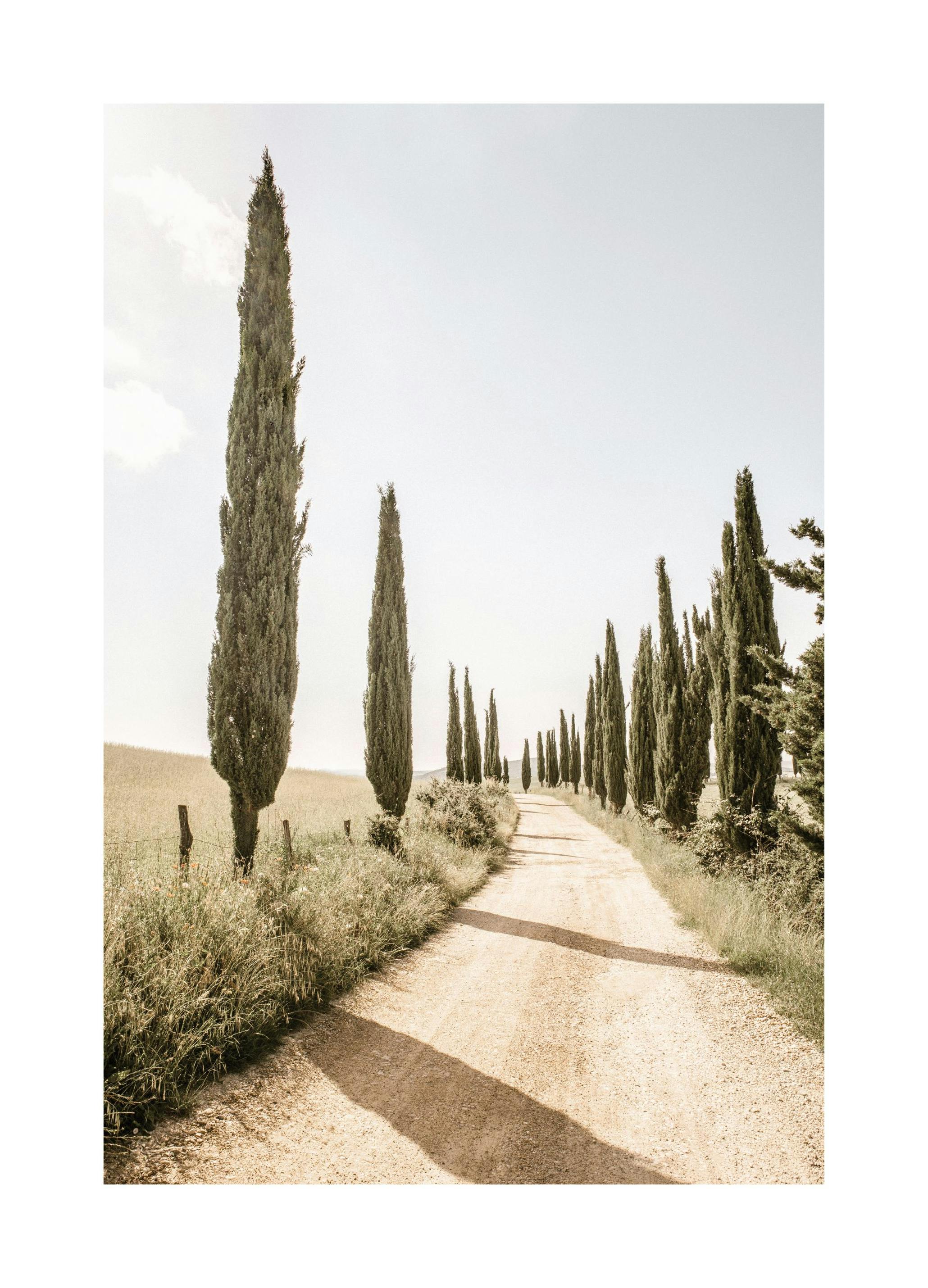 Cypress Tree Alley Plakat (50x70 cm) - Poster Store