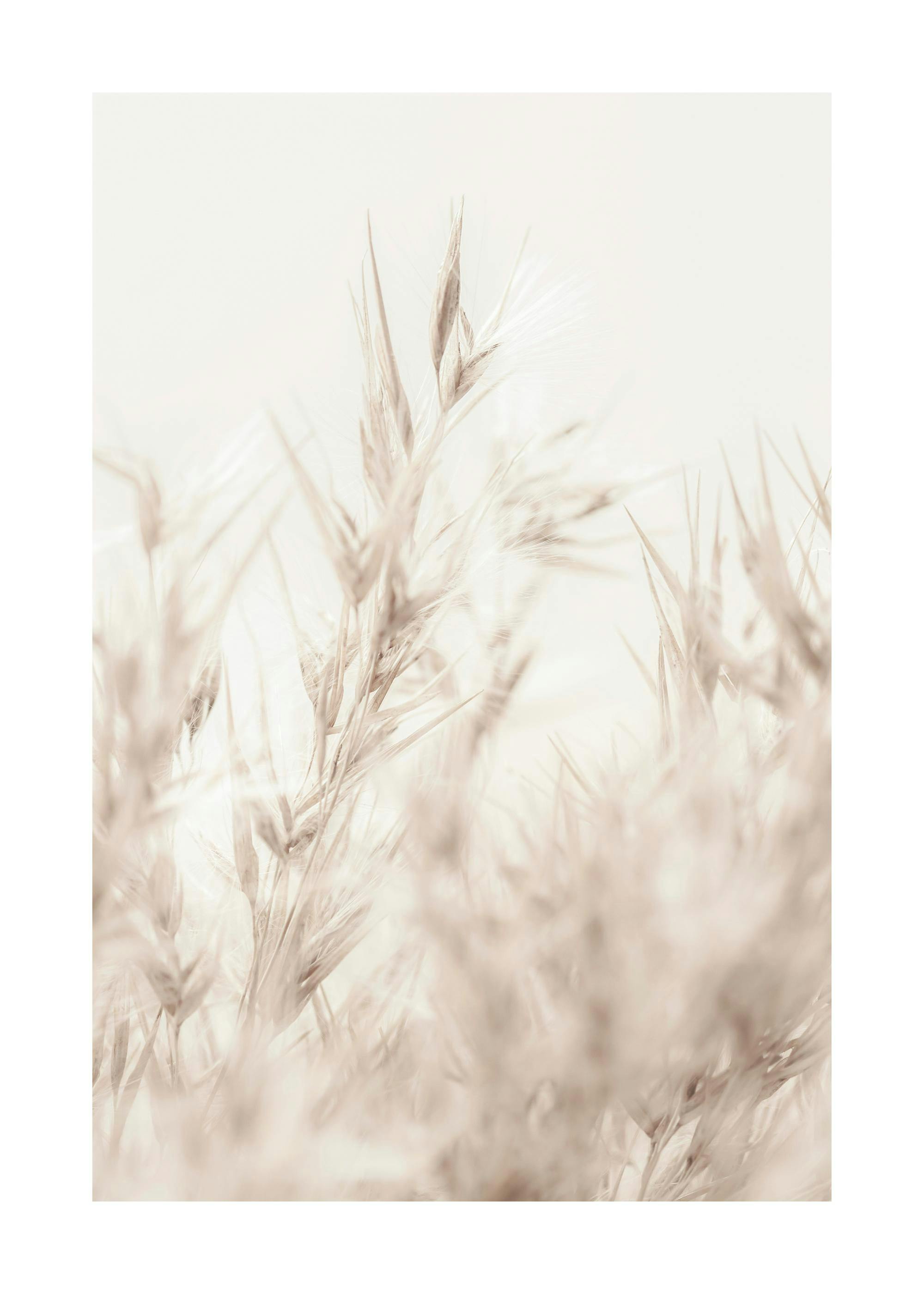 Beiges Reed-Poster 0