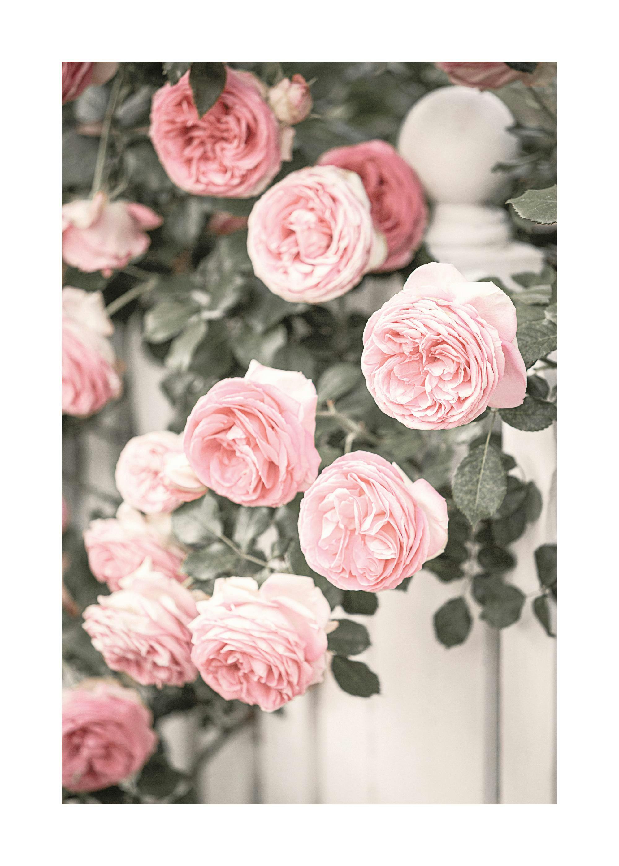 Gartenrosen-Poster 0