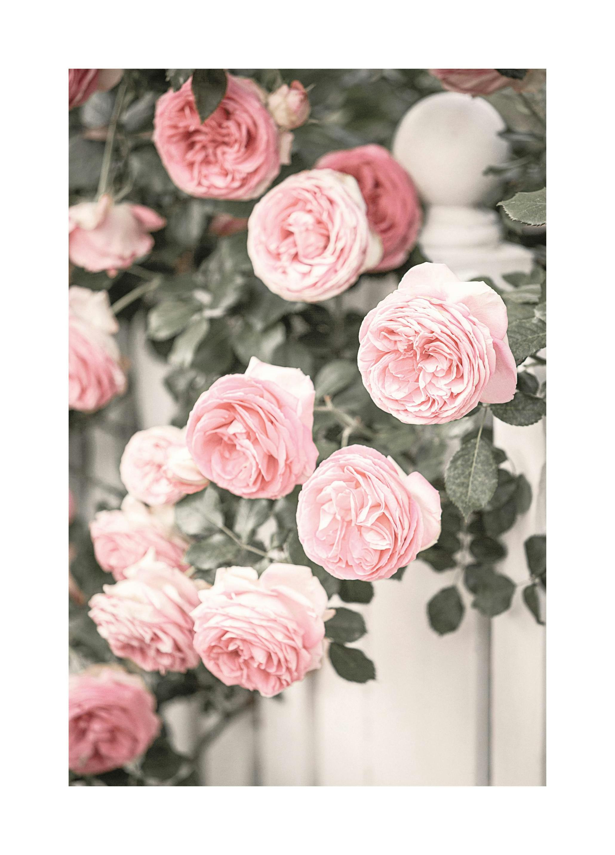 Tuin Rozen Poster (21x30 cm) - Poster Store