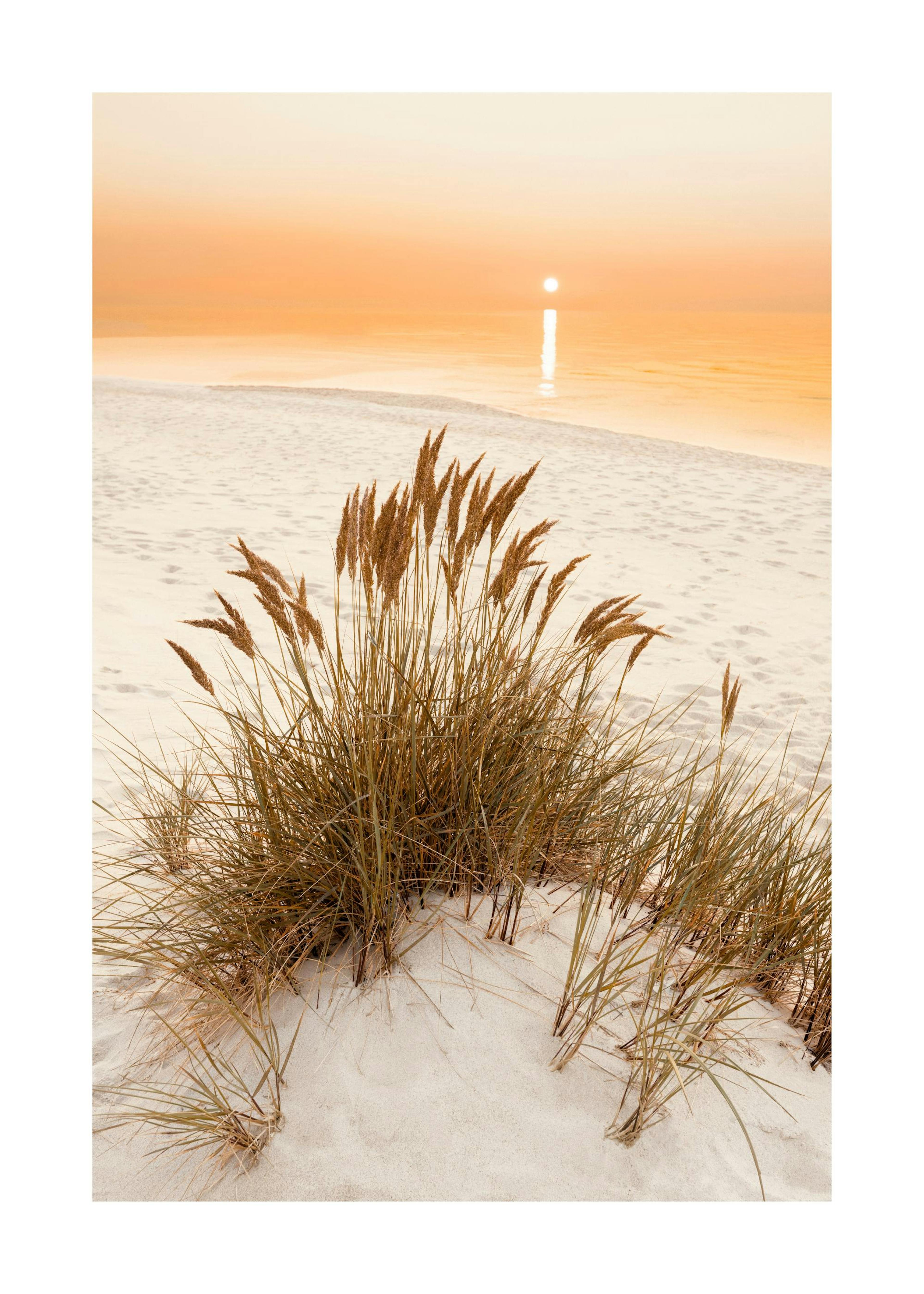 Golden Beach Grass Poster 0