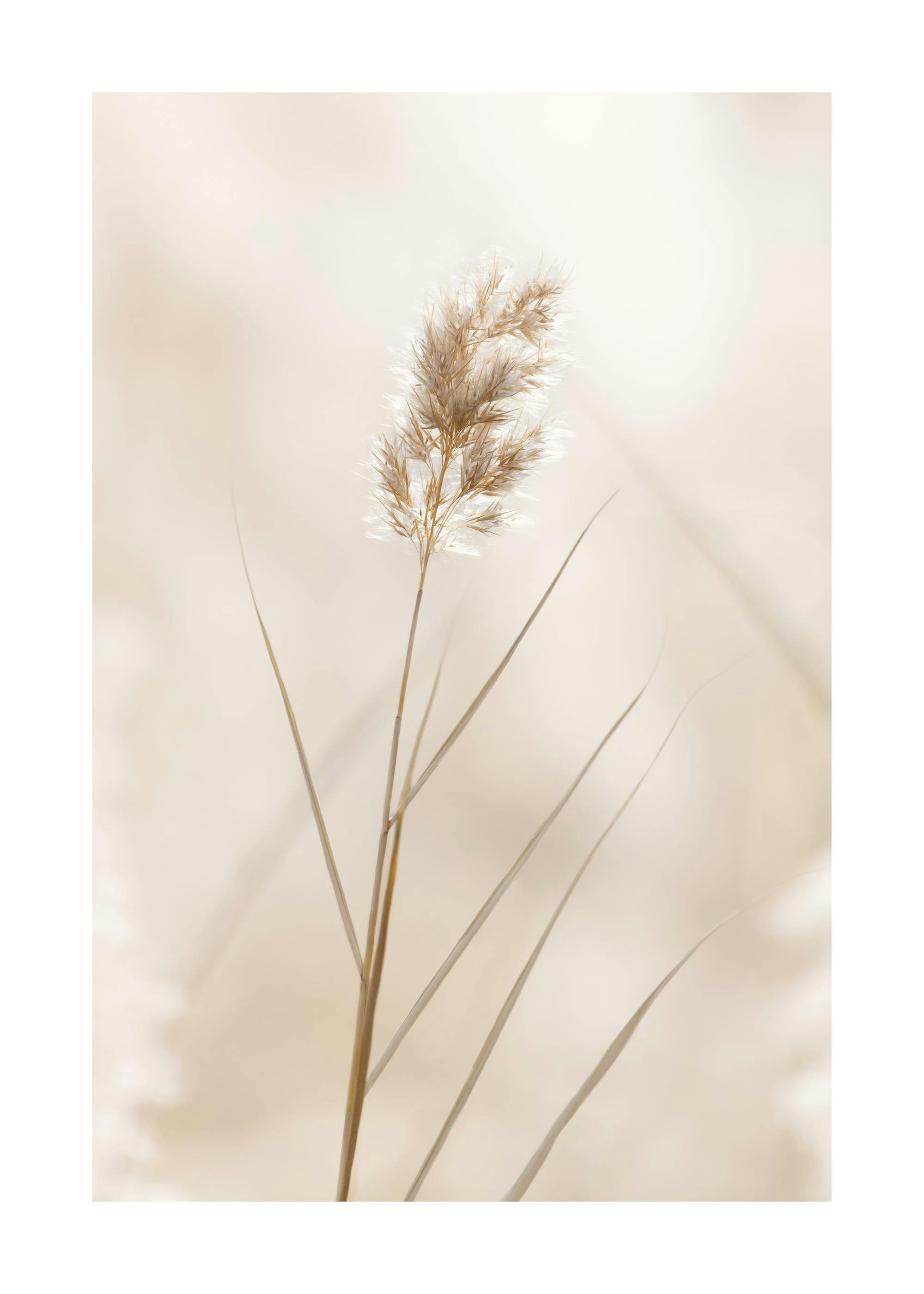 Poster di Lonely Reed 0