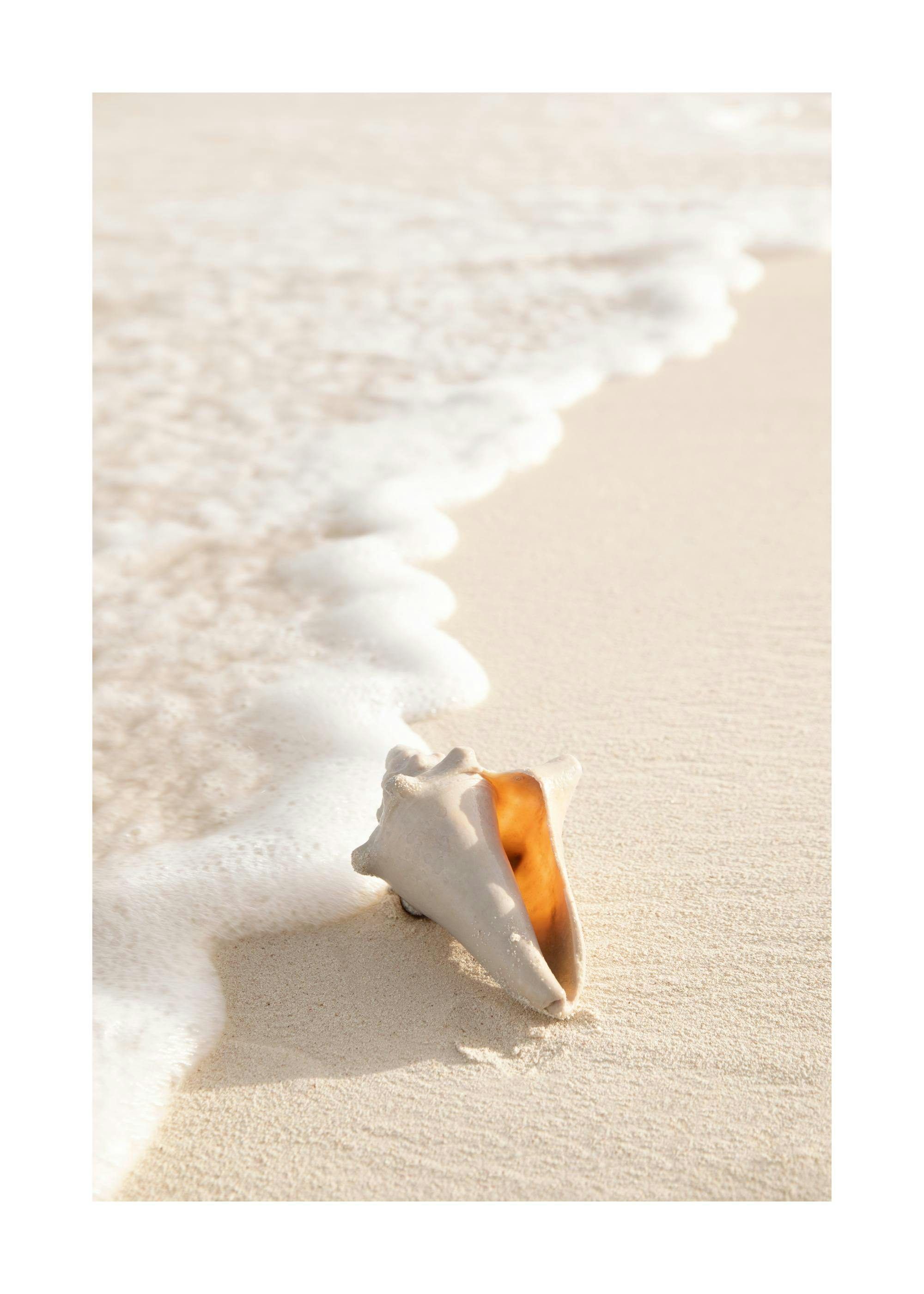 Conch Shell plakat 0