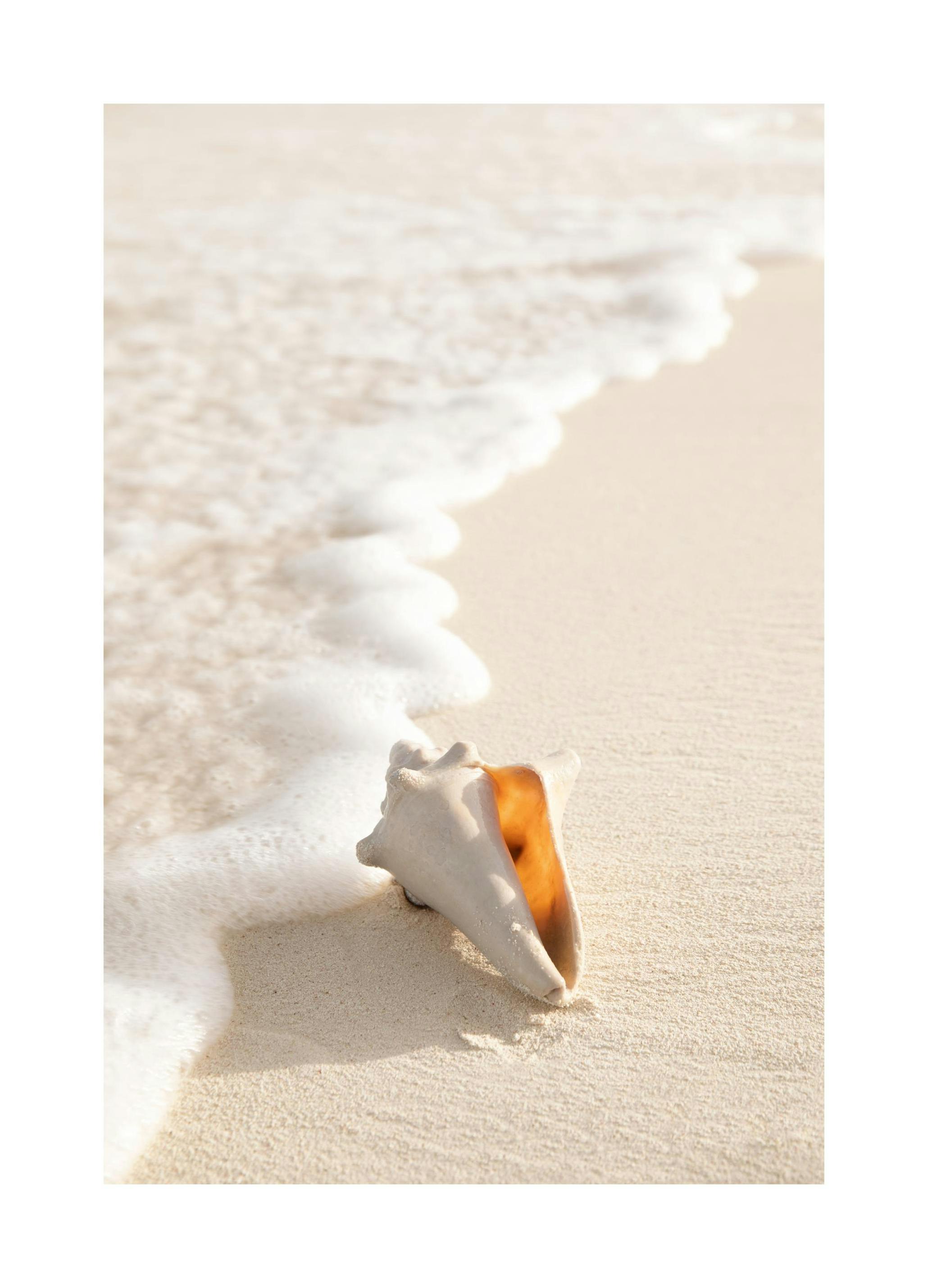 Snäckskal Poster (30x40 cm) - Poster Store