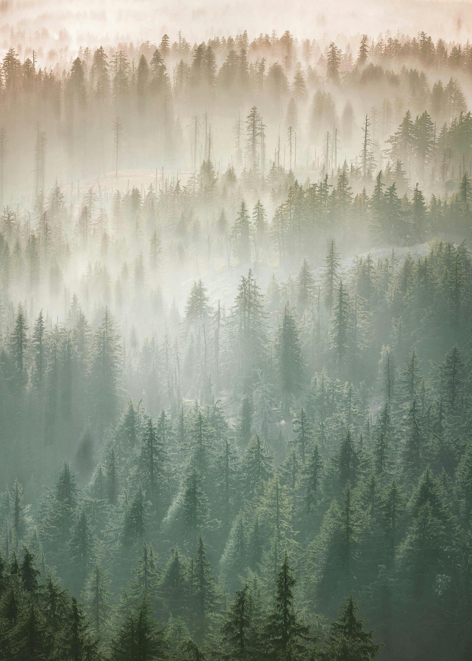 Niebla sobre el póster de treetops 0