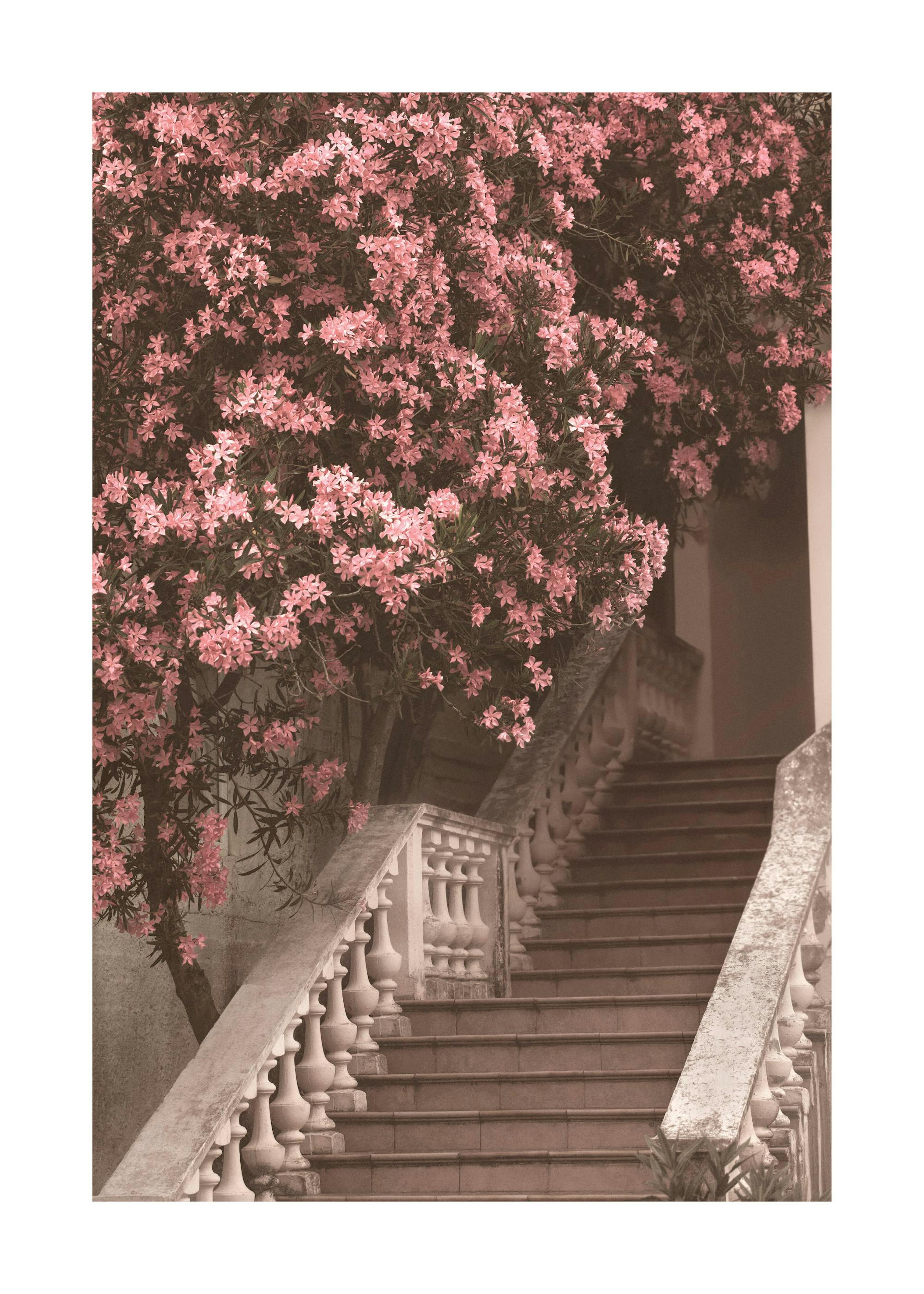 Poster della scala dei fiori 0